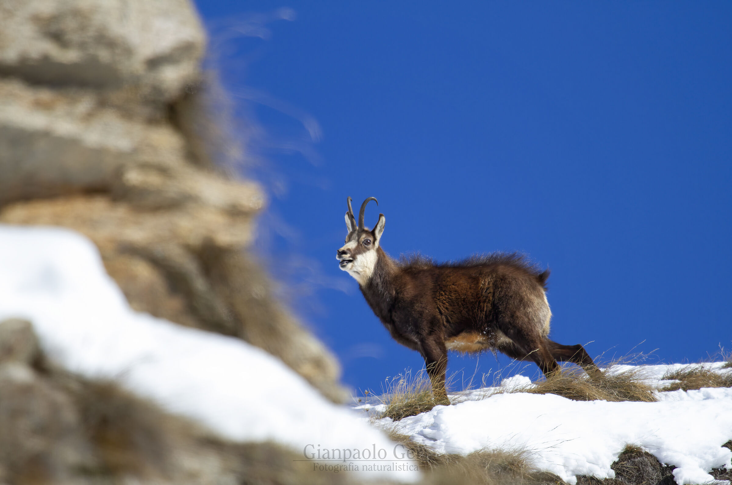 Camoscio alpino (Rupicapra rupicapra)