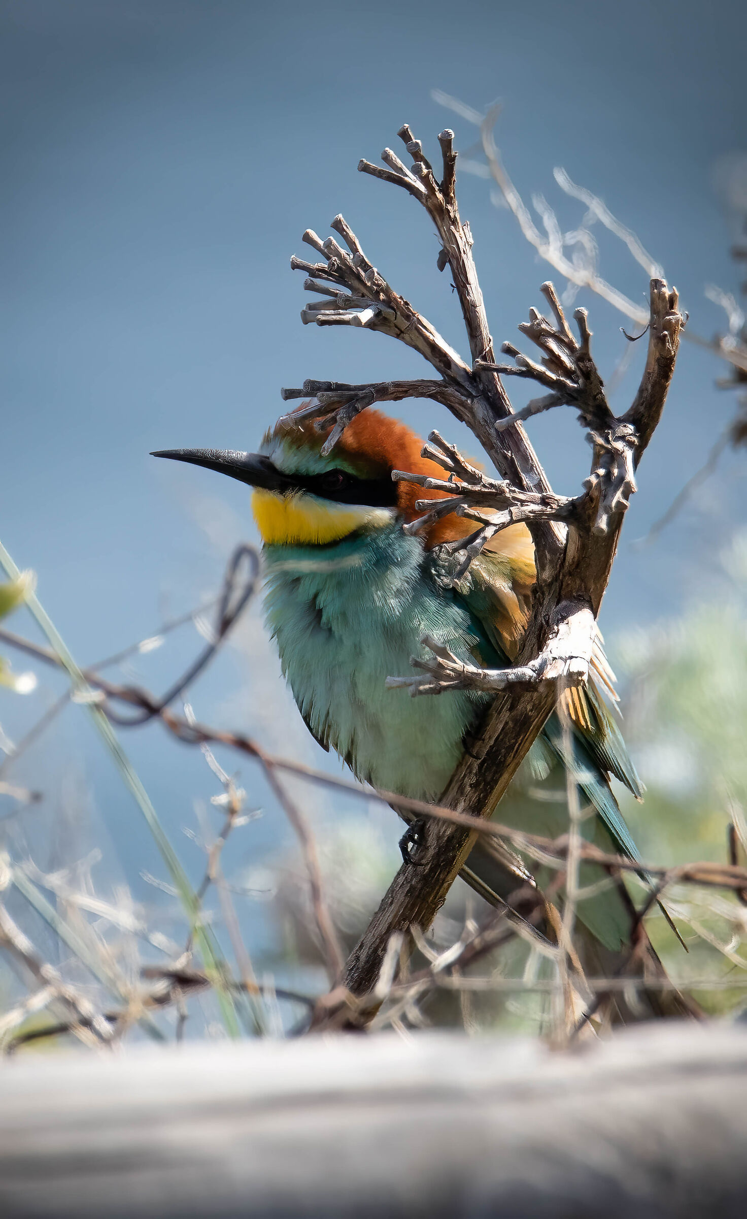 Bee-eater