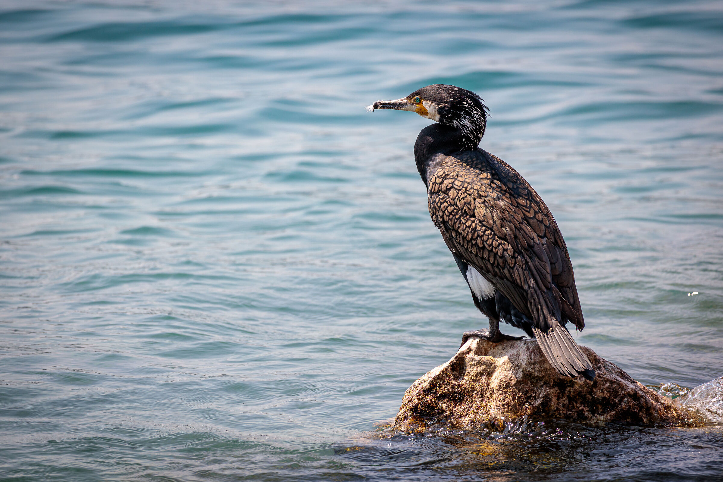 Cormorano