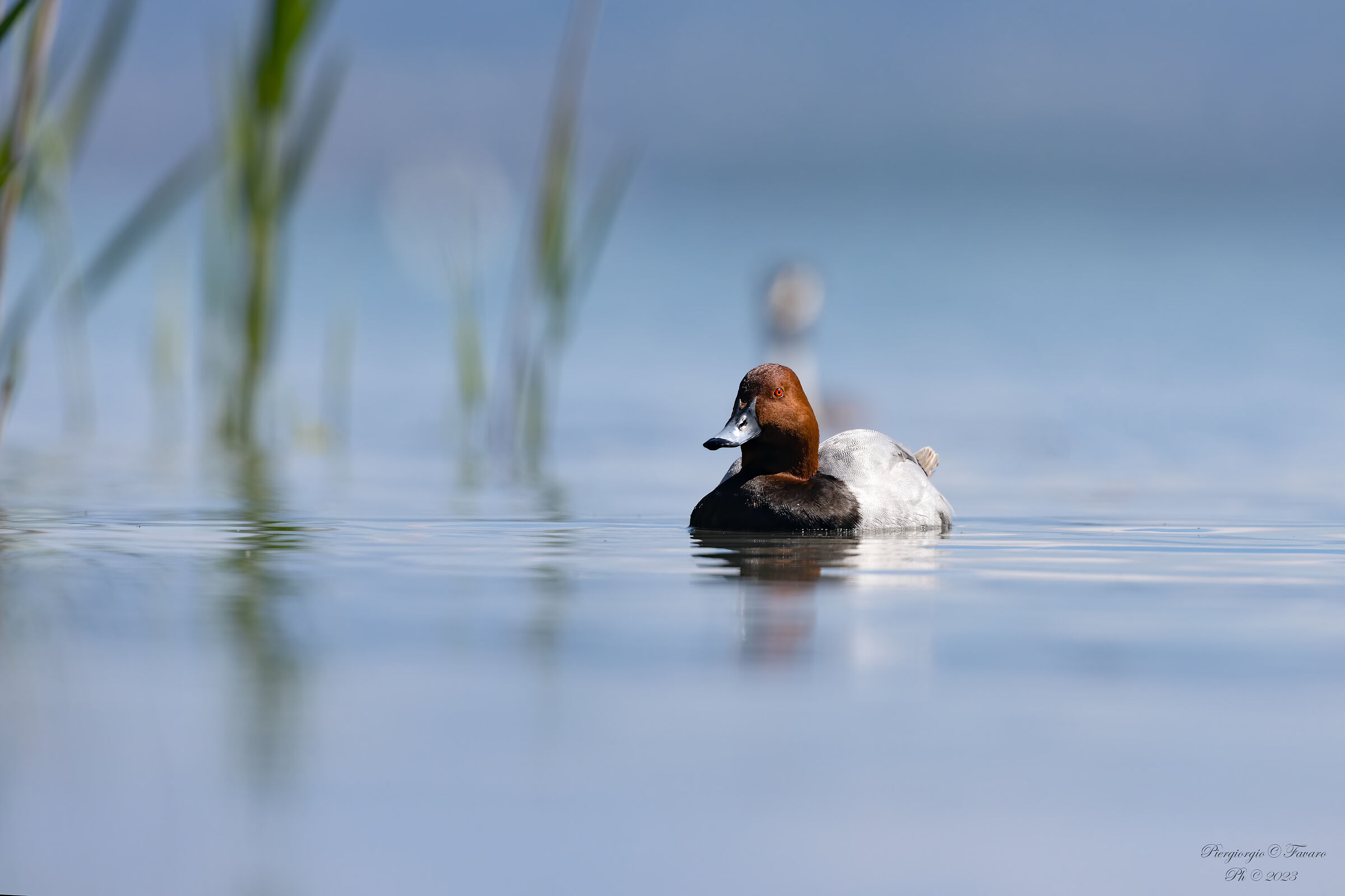 Common pochard