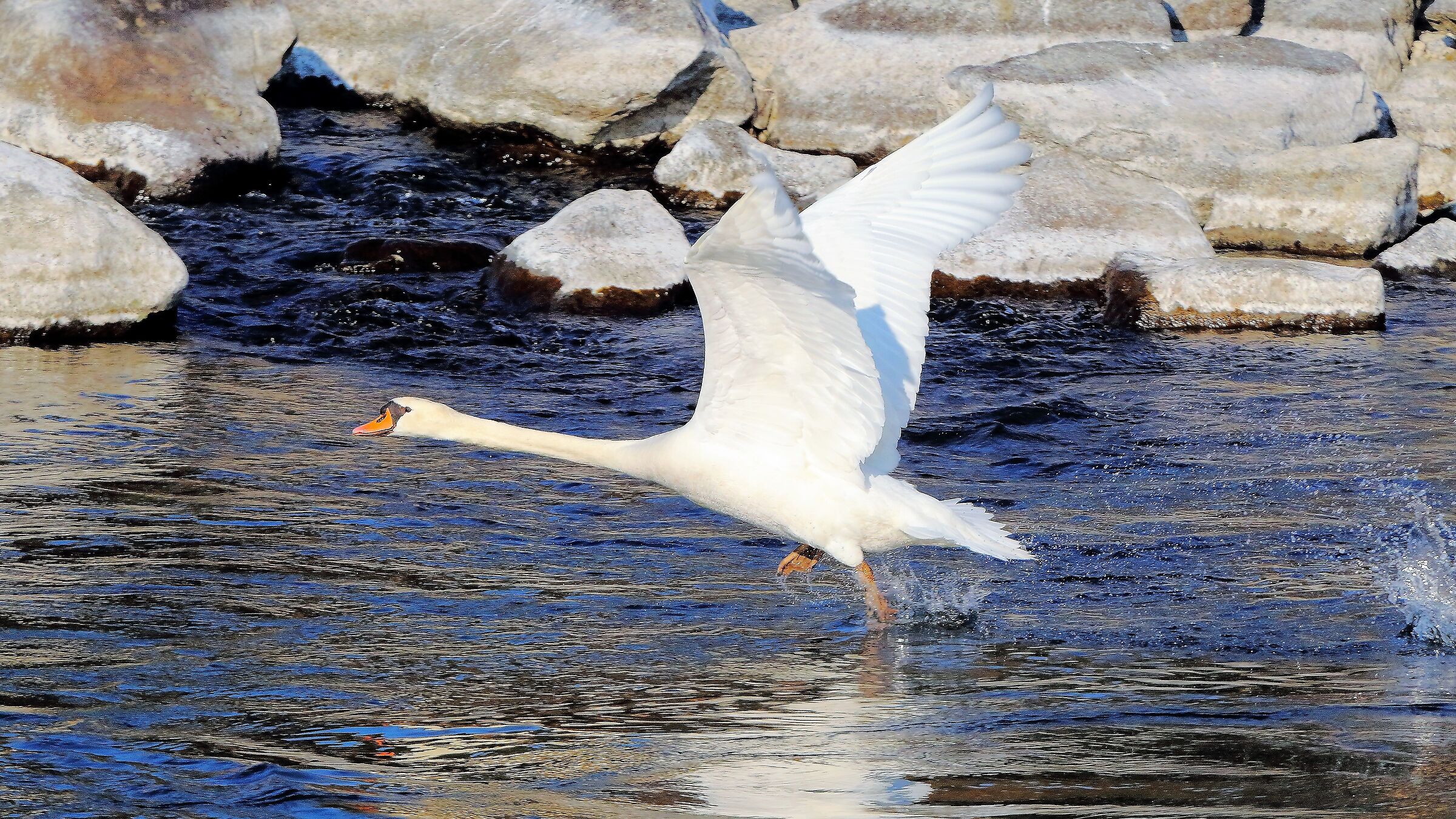 Cigno 13 febbraio 2023