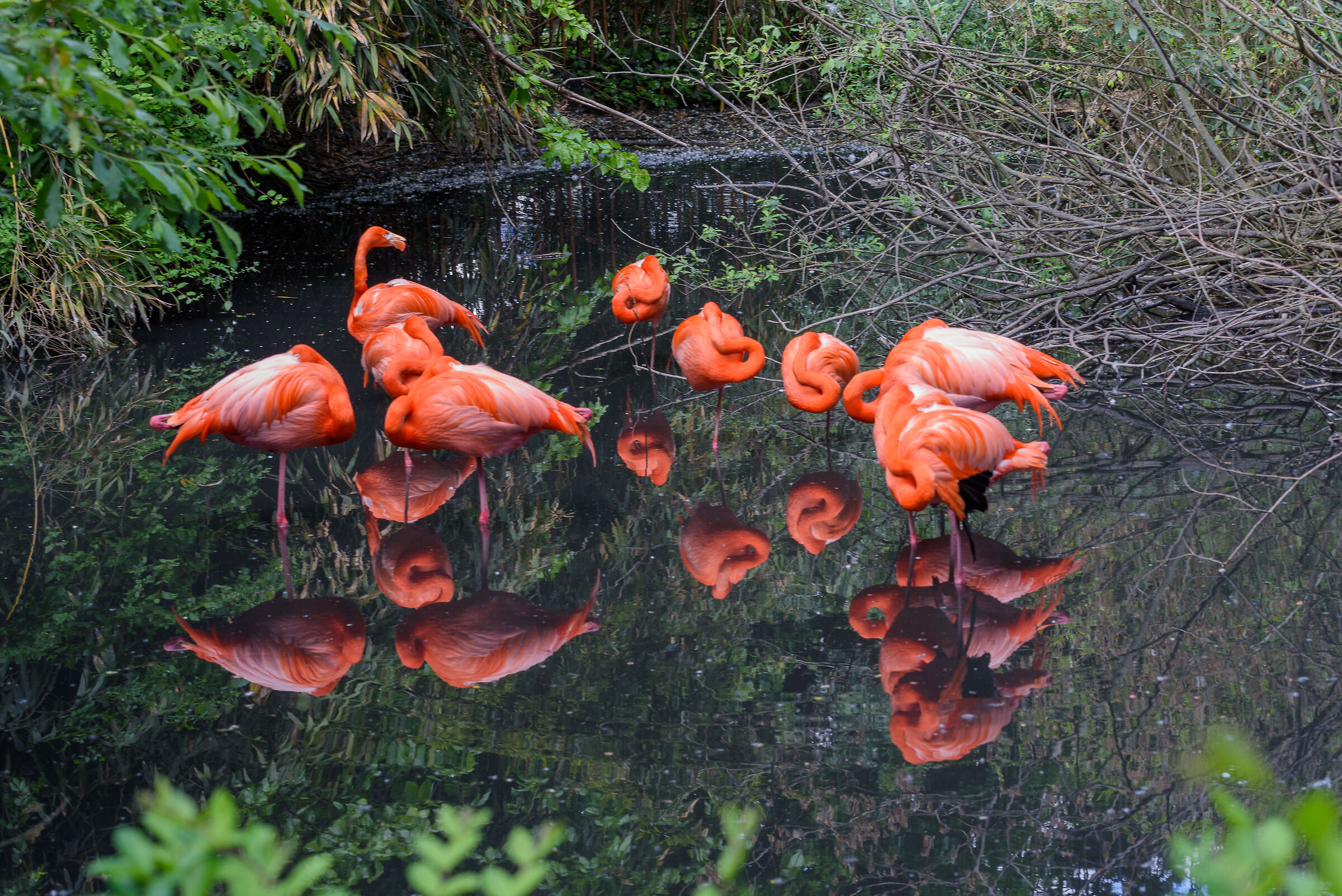 Pennichella di gruppo