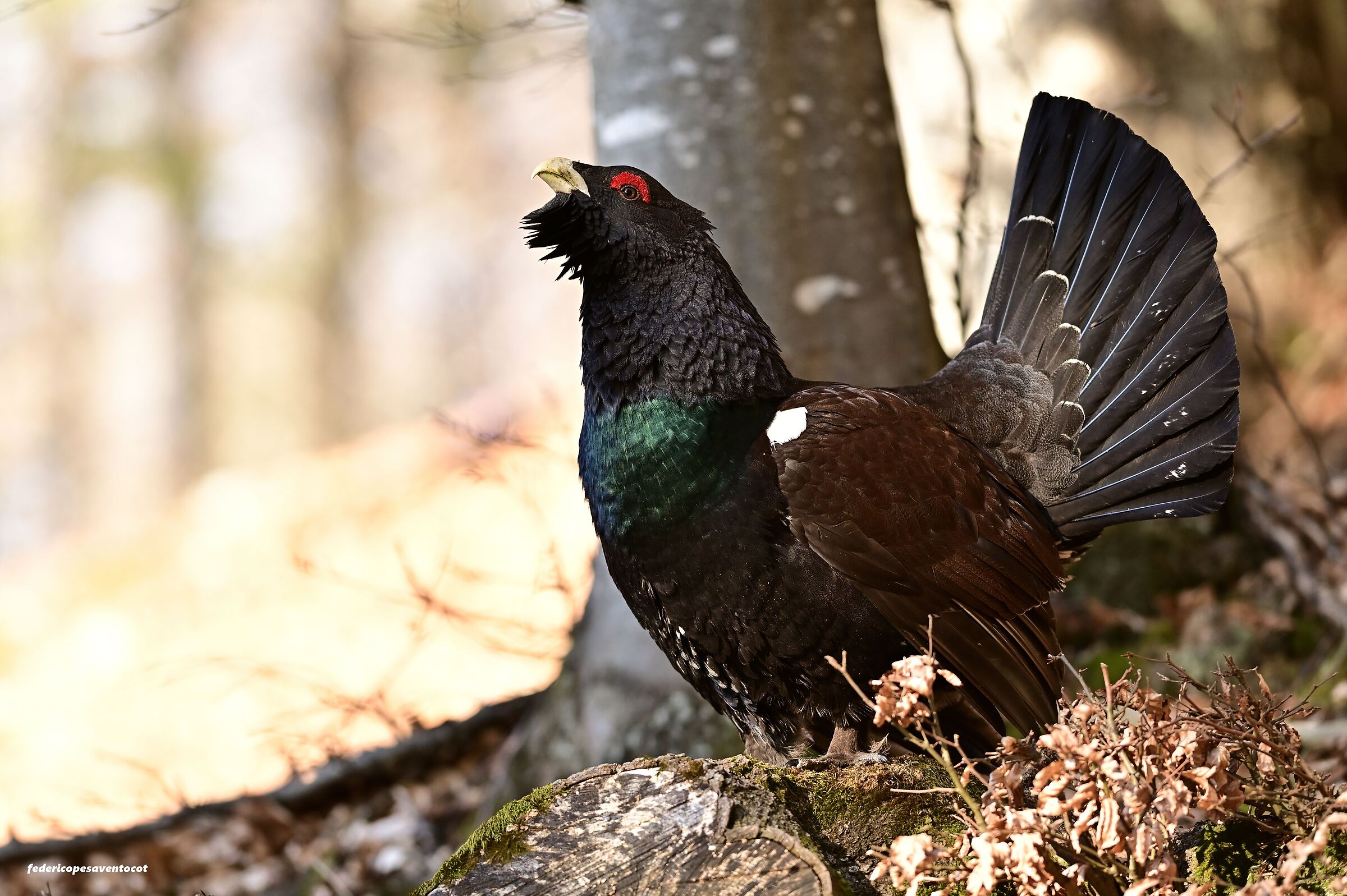Gallo cedrone