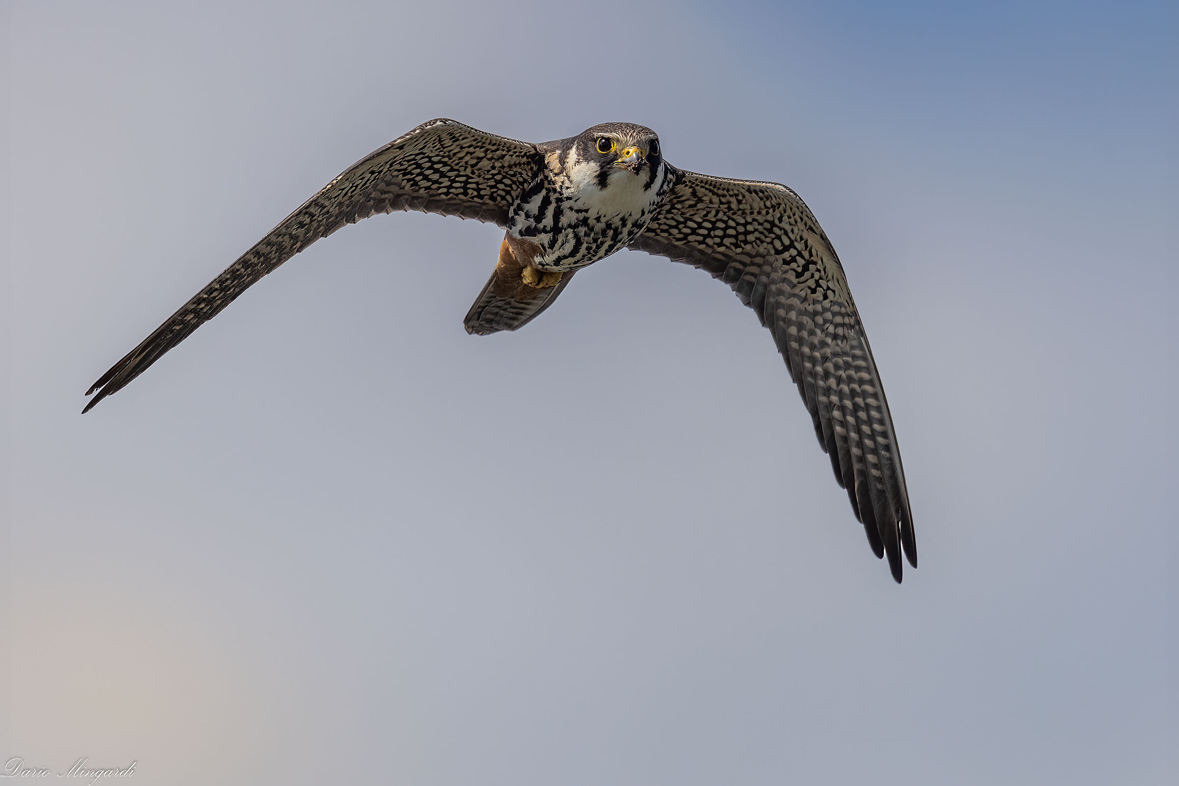 Falco subbuteo-Lodolaio