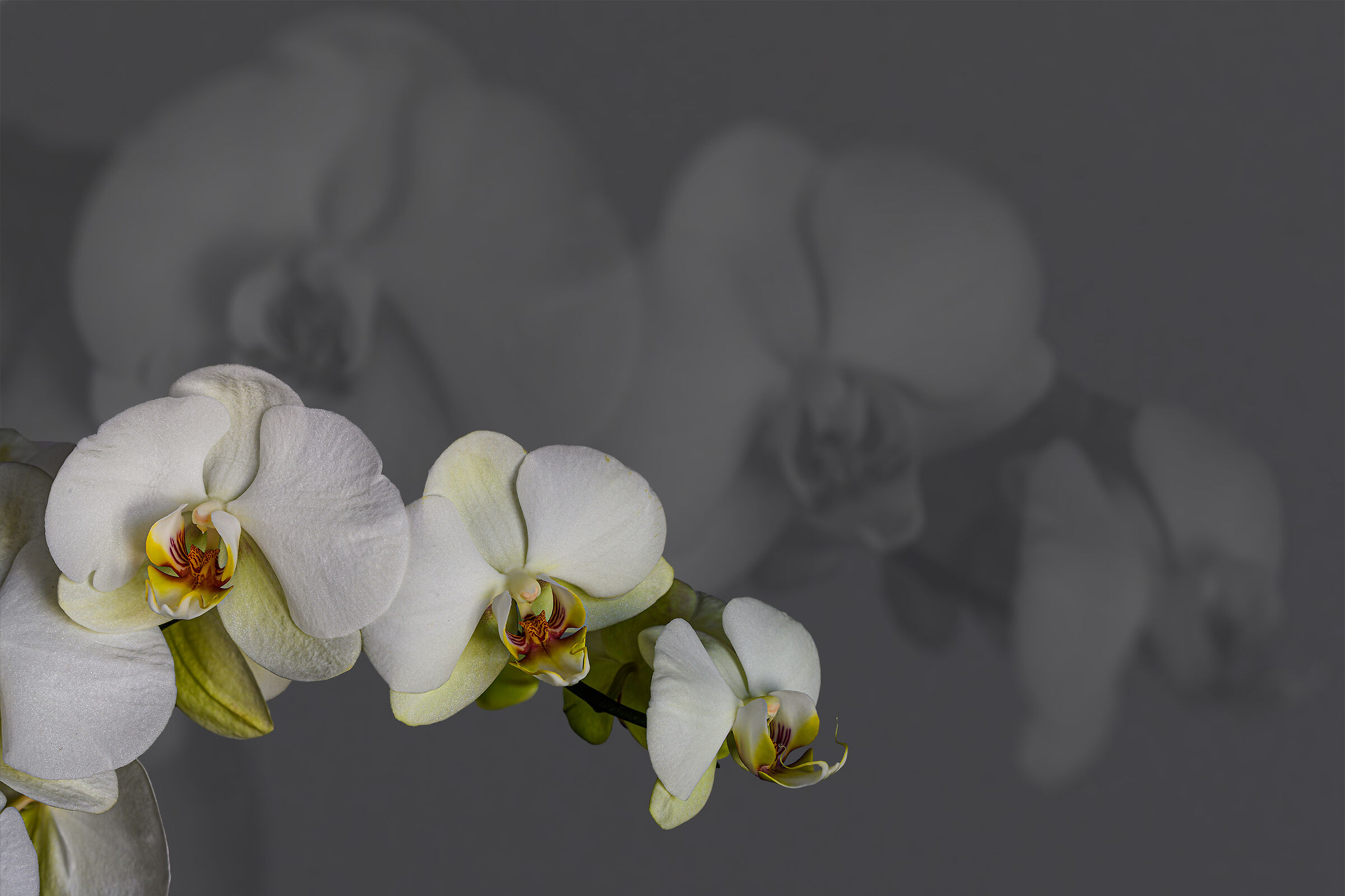 L'introspezione dell'orchidea