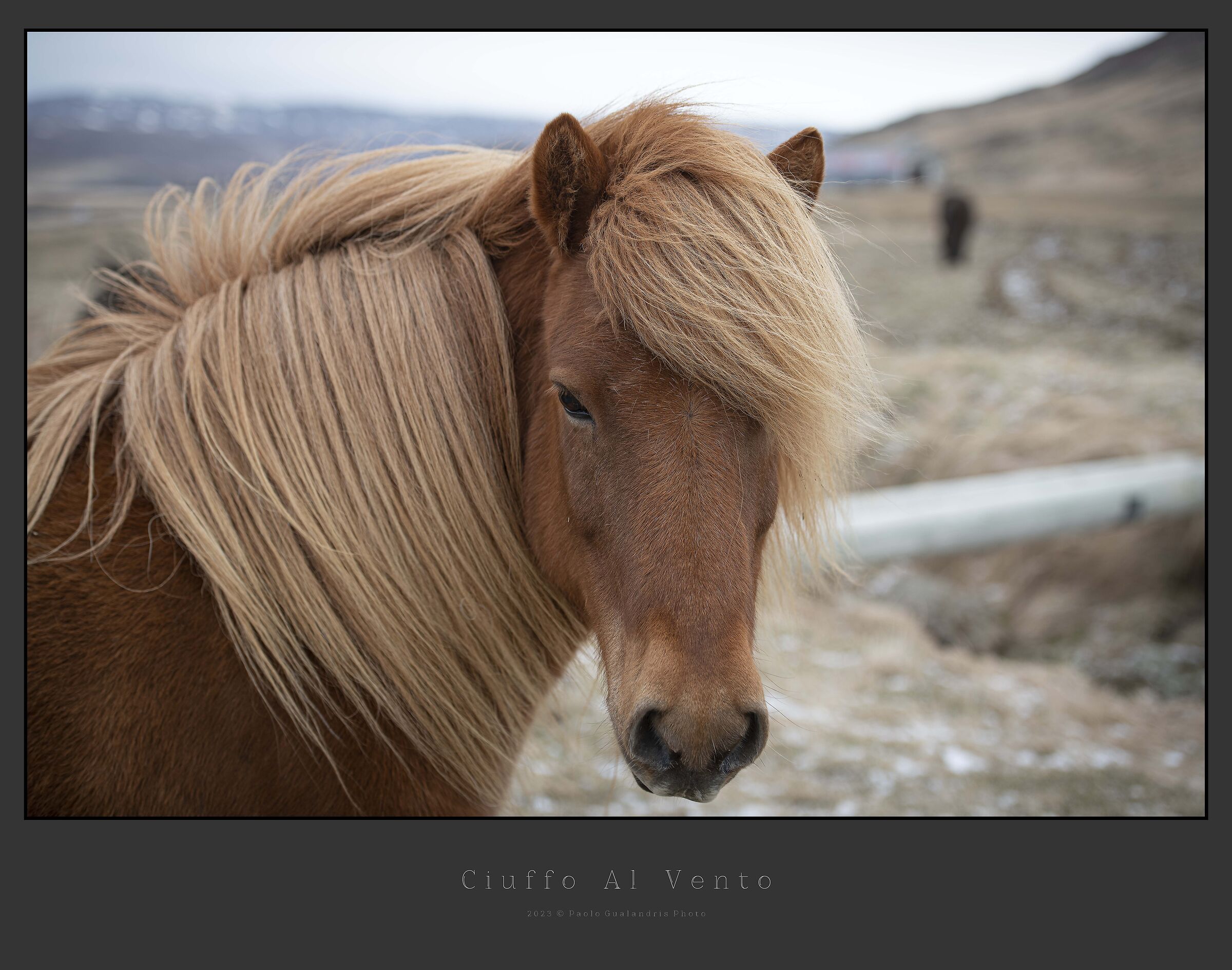 Tuft in the wind