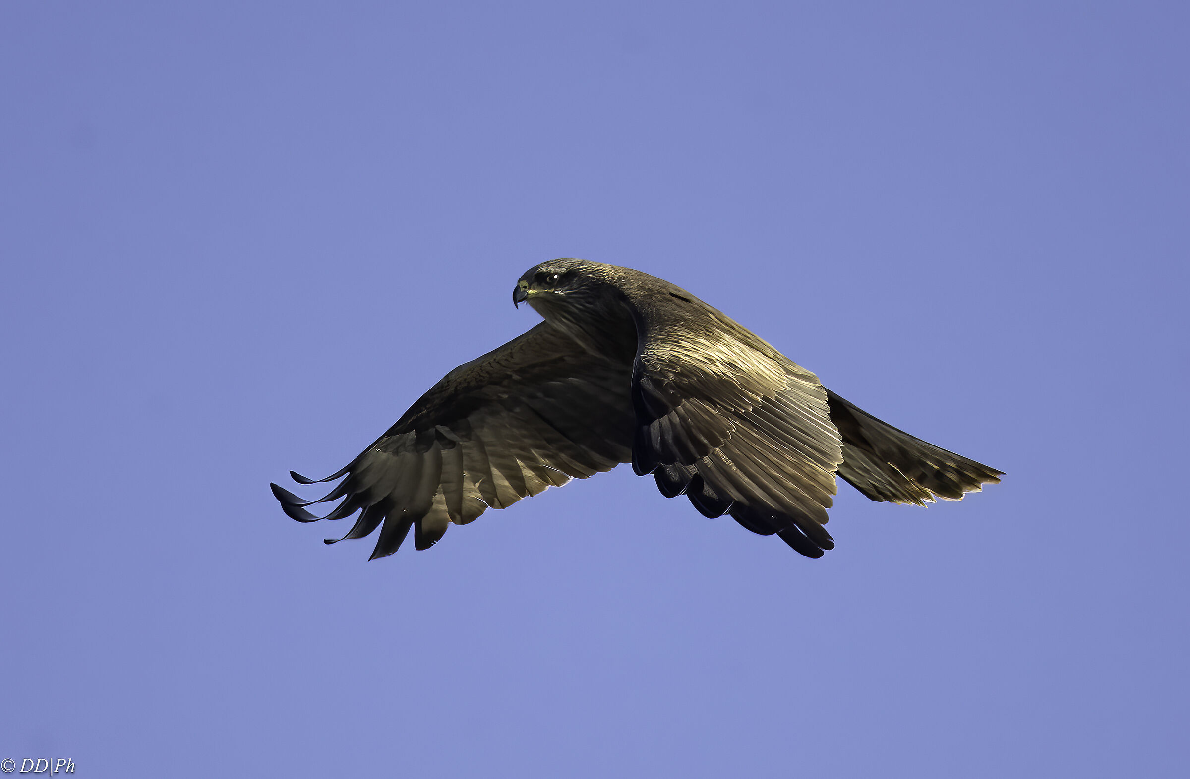 Black kite
