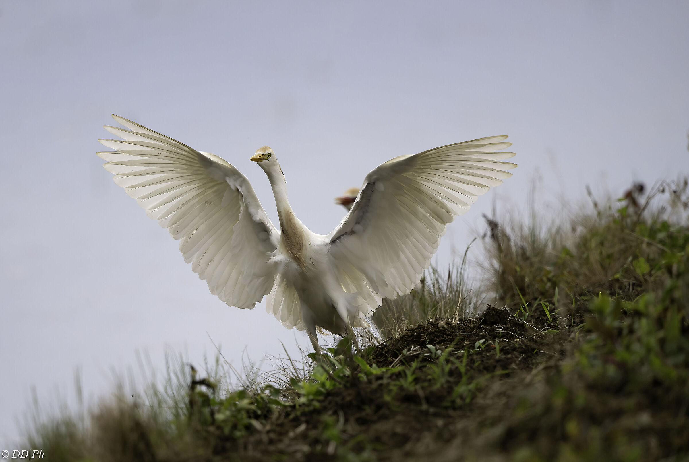 Cattle egret