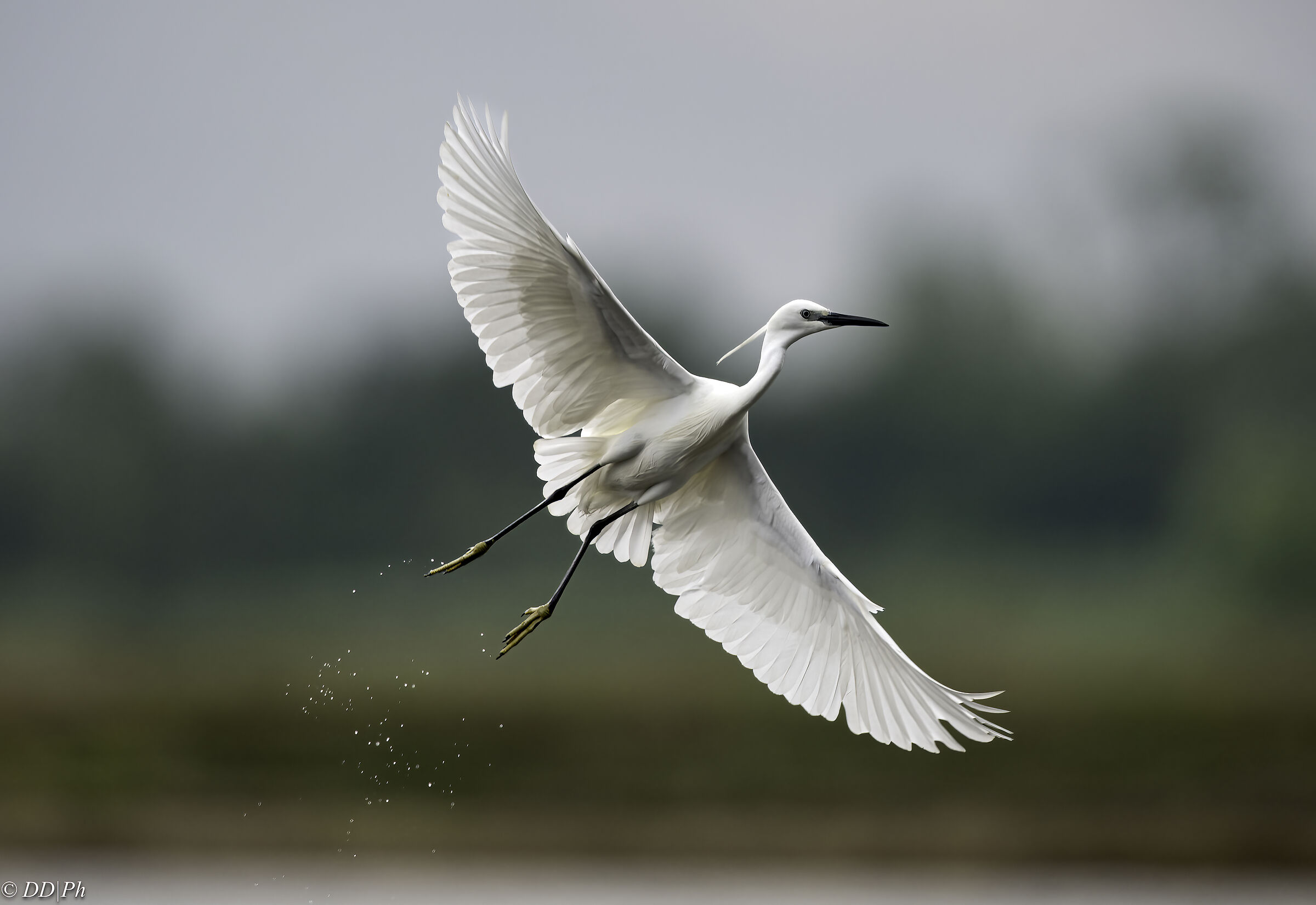 Egret
