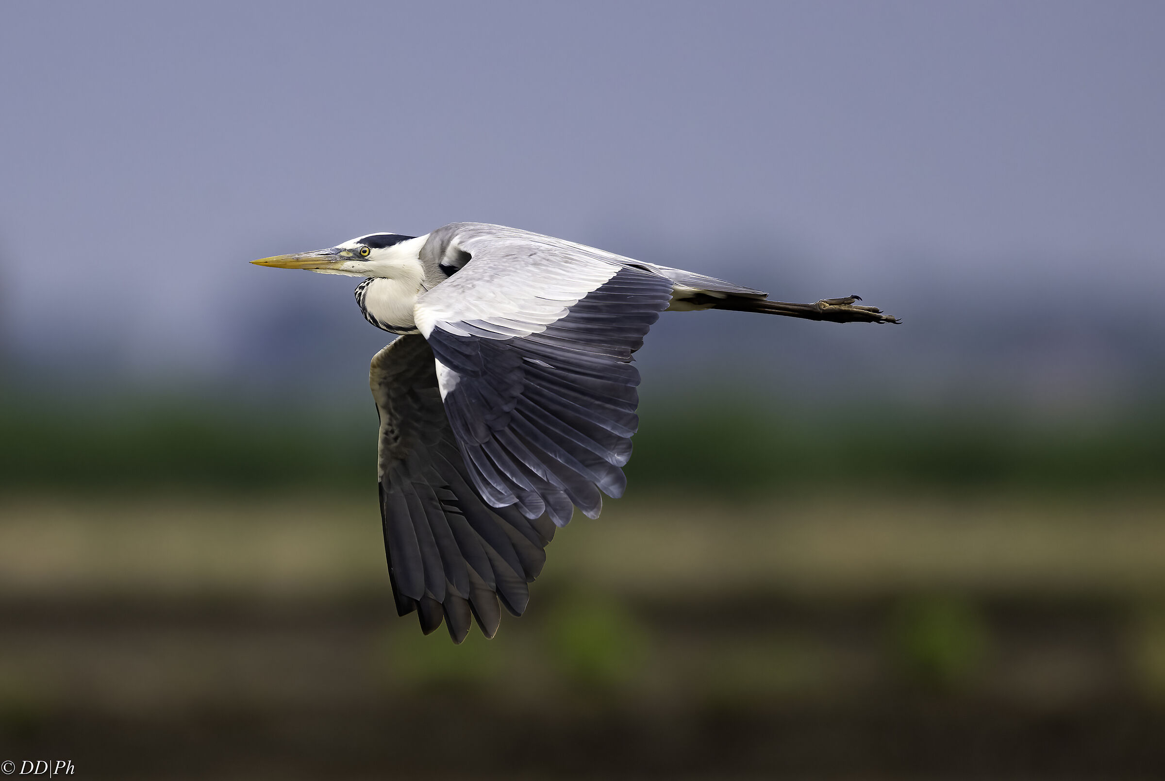 Grey heron