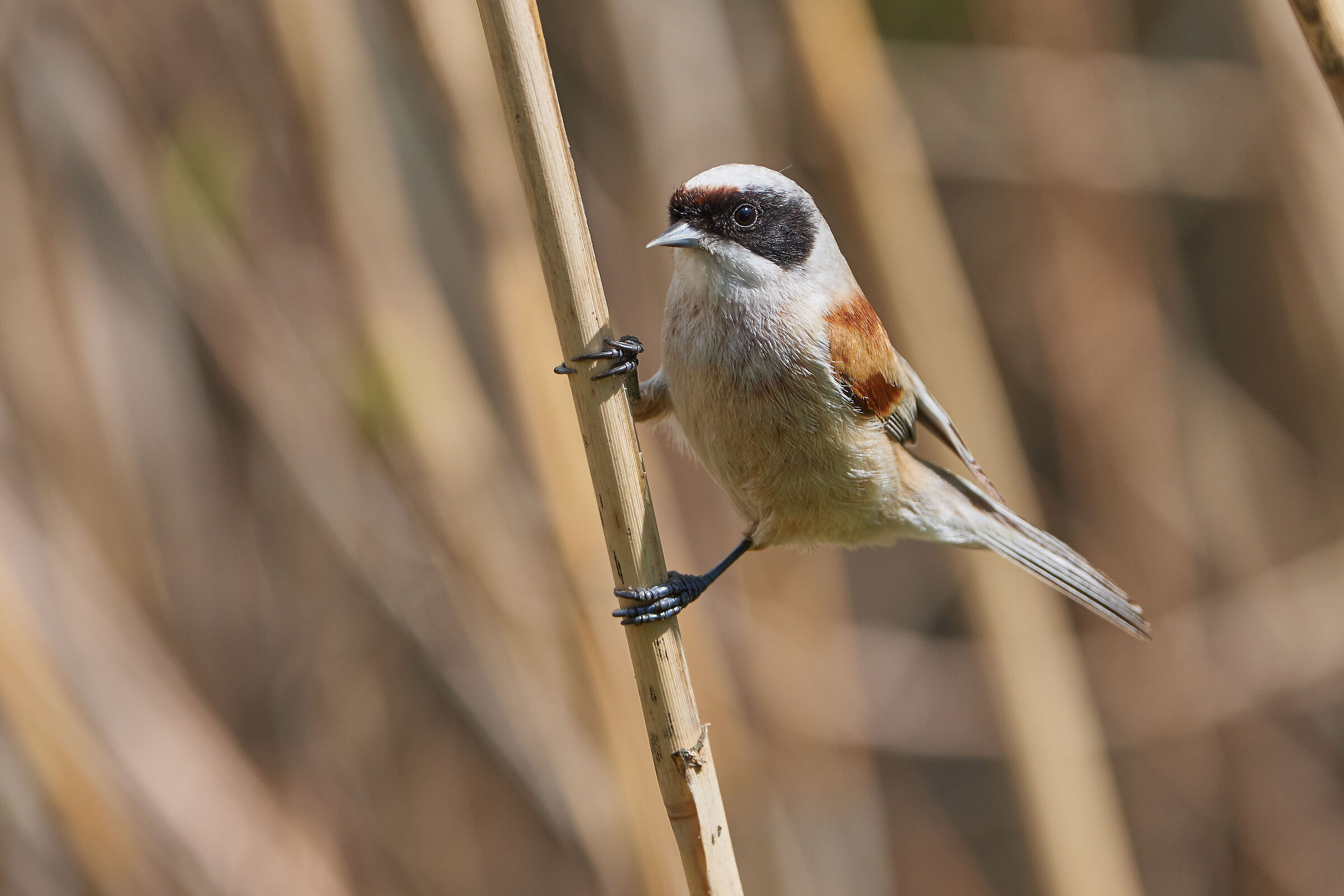 Penduline Tit ( Remiz pendulinus )
