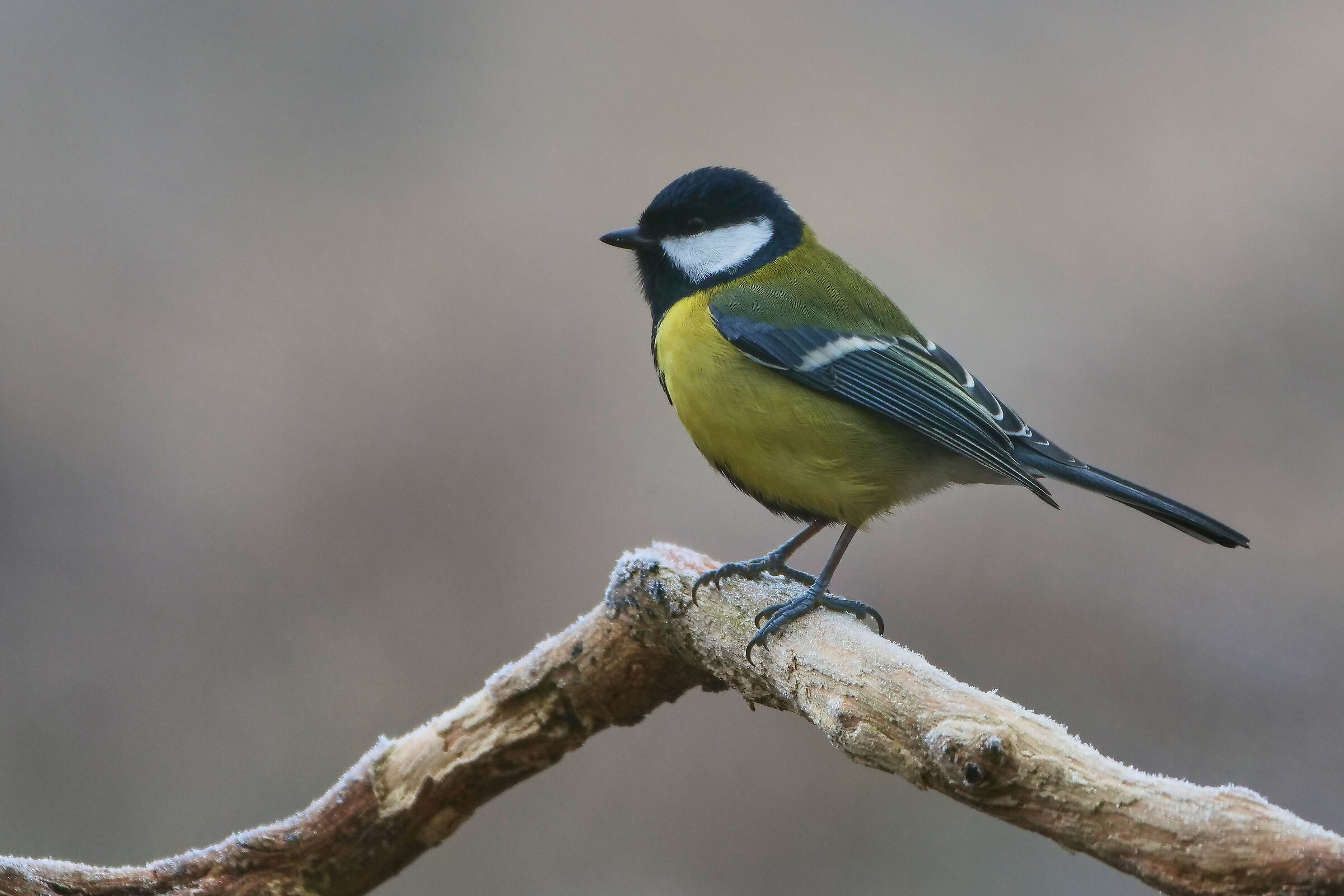 Greta Tit
