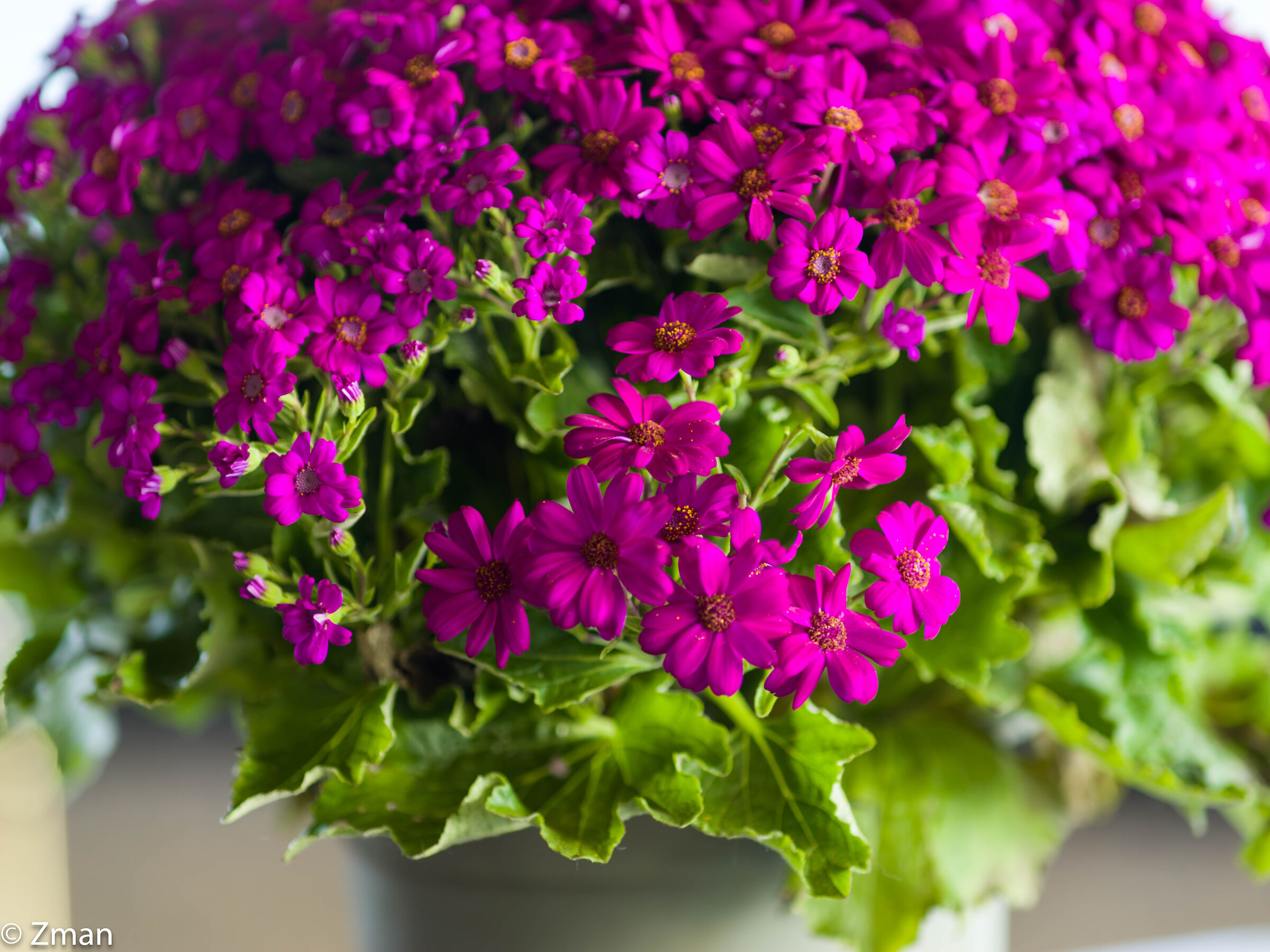 Buona festa della mamma