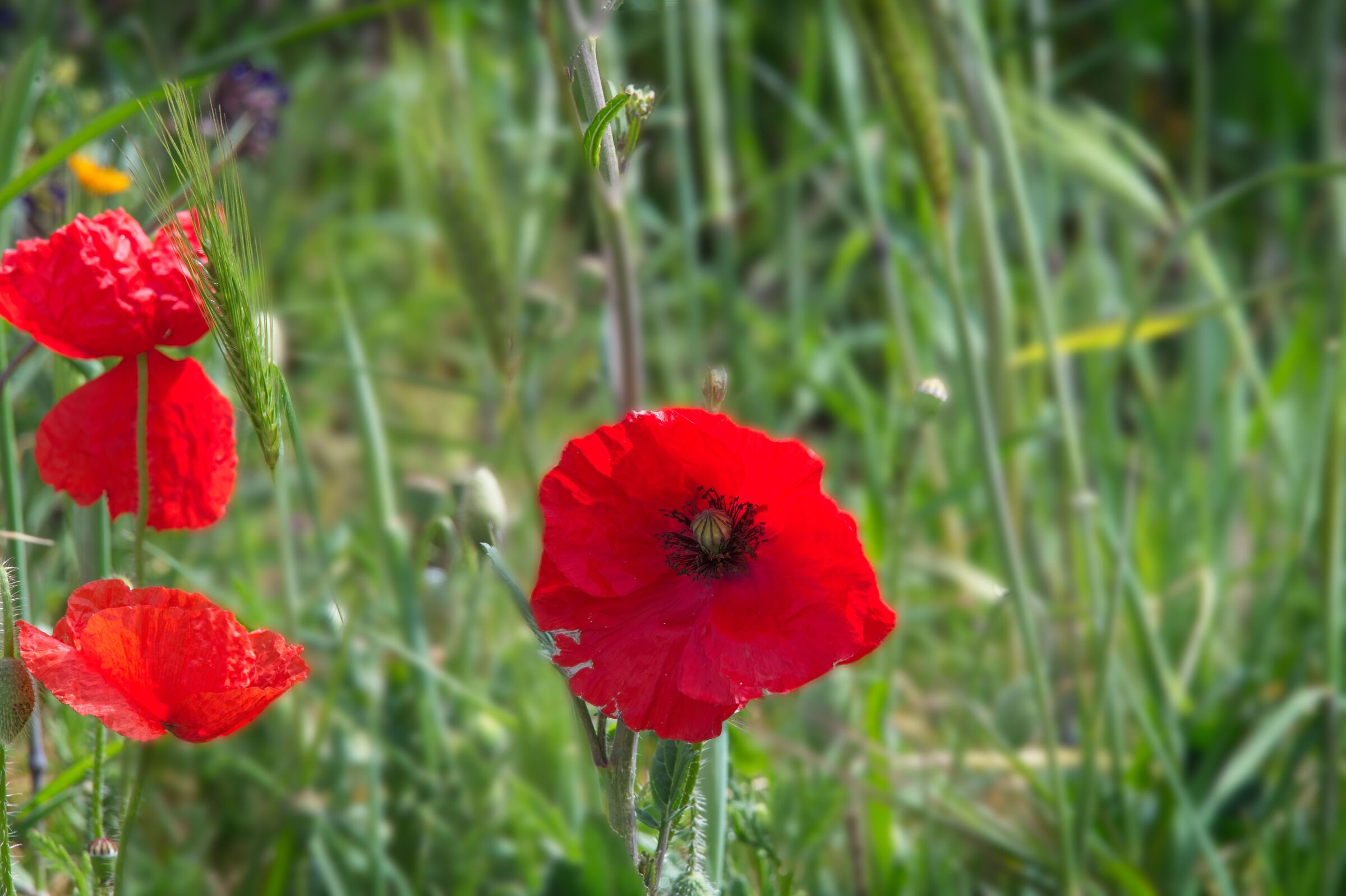 Poppy