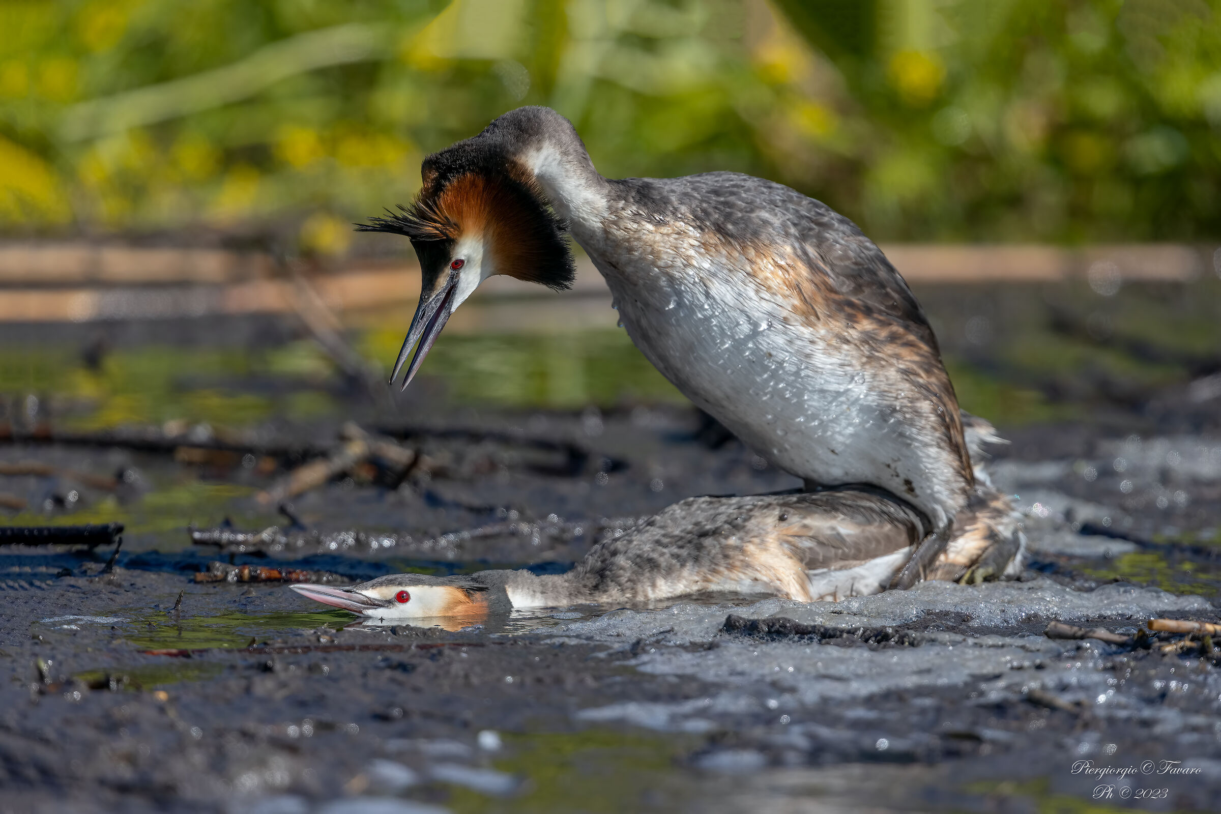 Grebes in Love