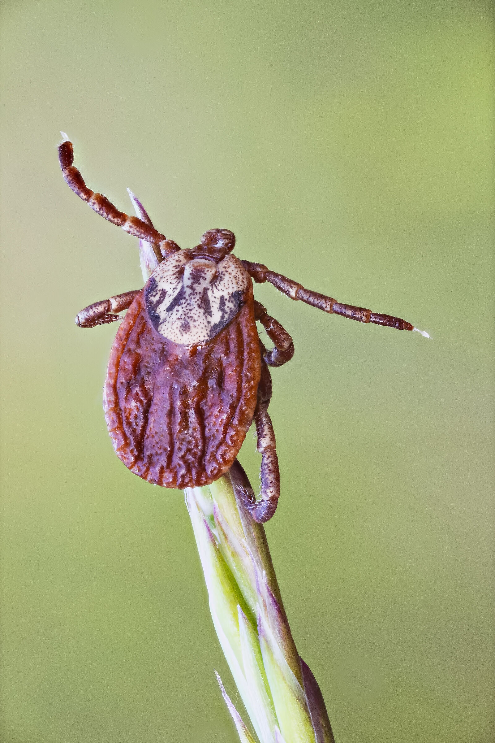 Dermacentor marginatus