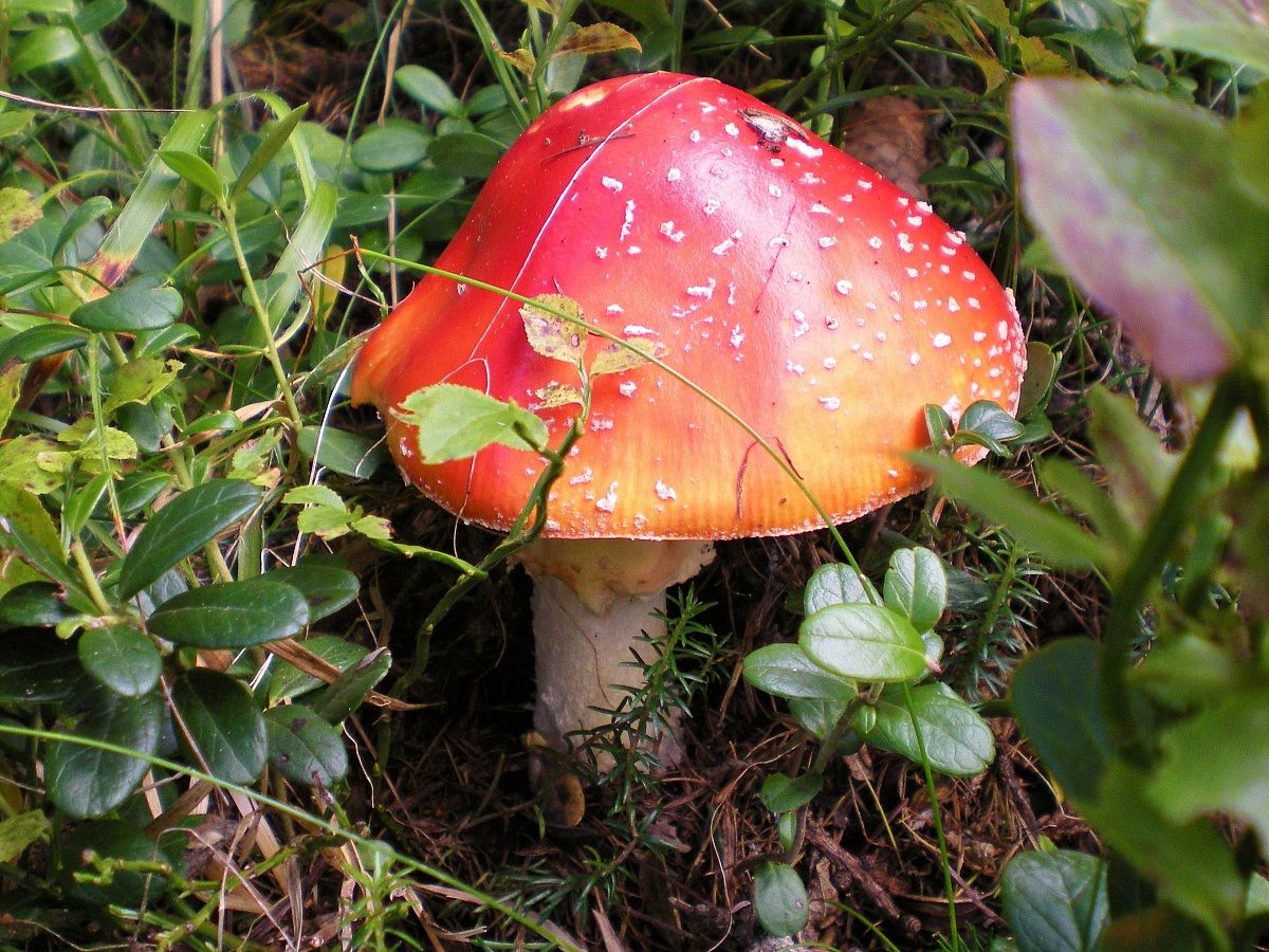 Amanita Muscaria