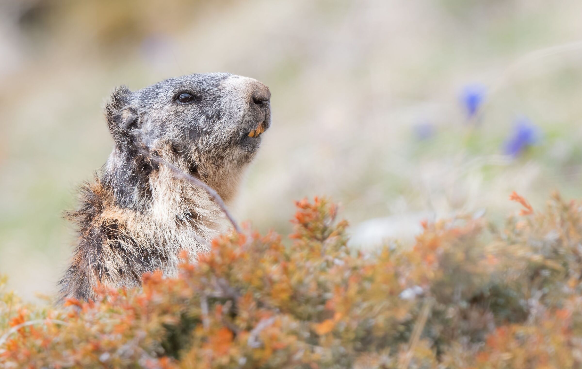 marmotta