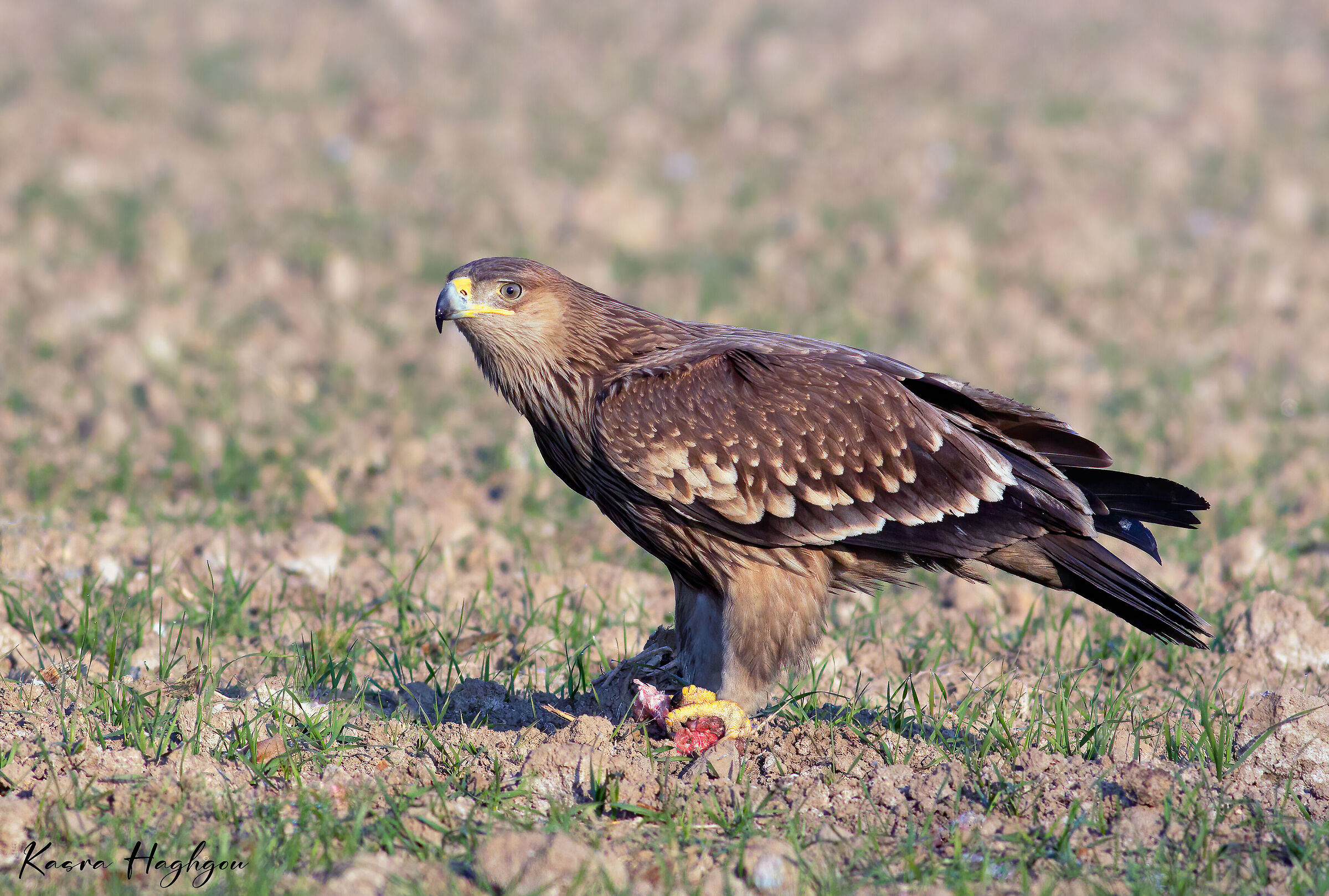 Eastern Imperial Eagle