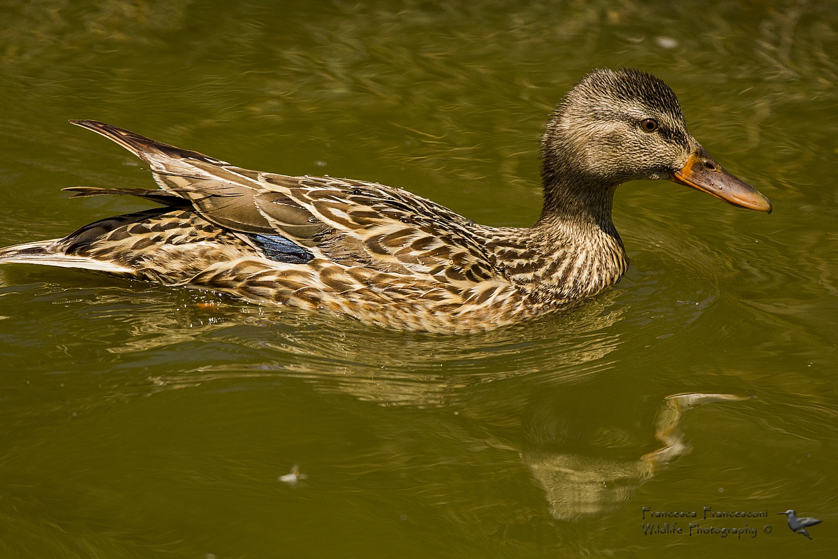 Female mallard