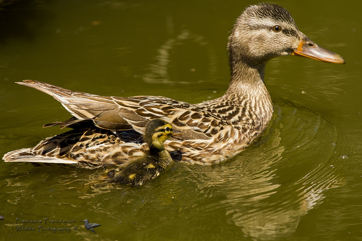 Mom and germana germanotti