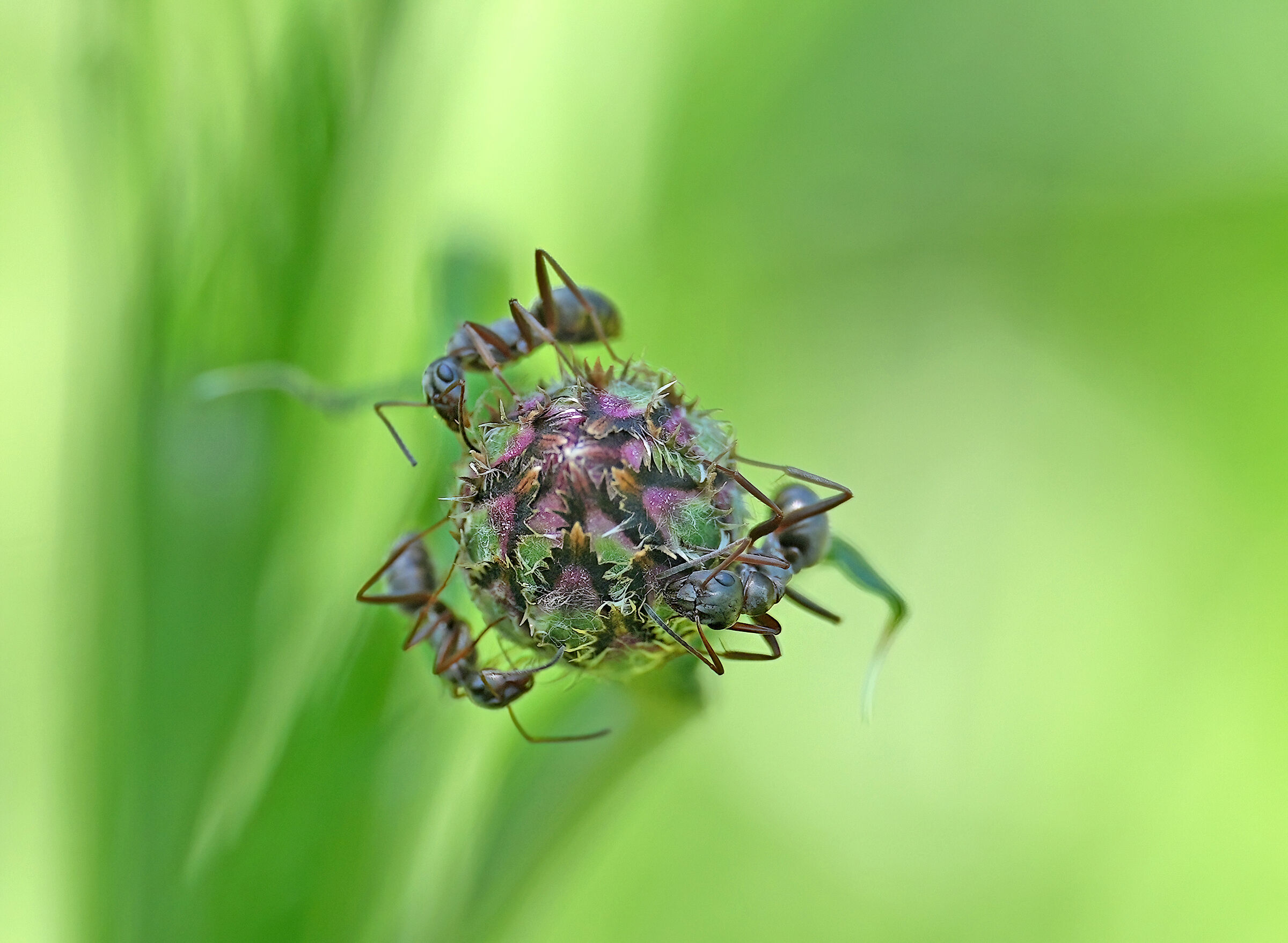 Giro Giro....tondo...