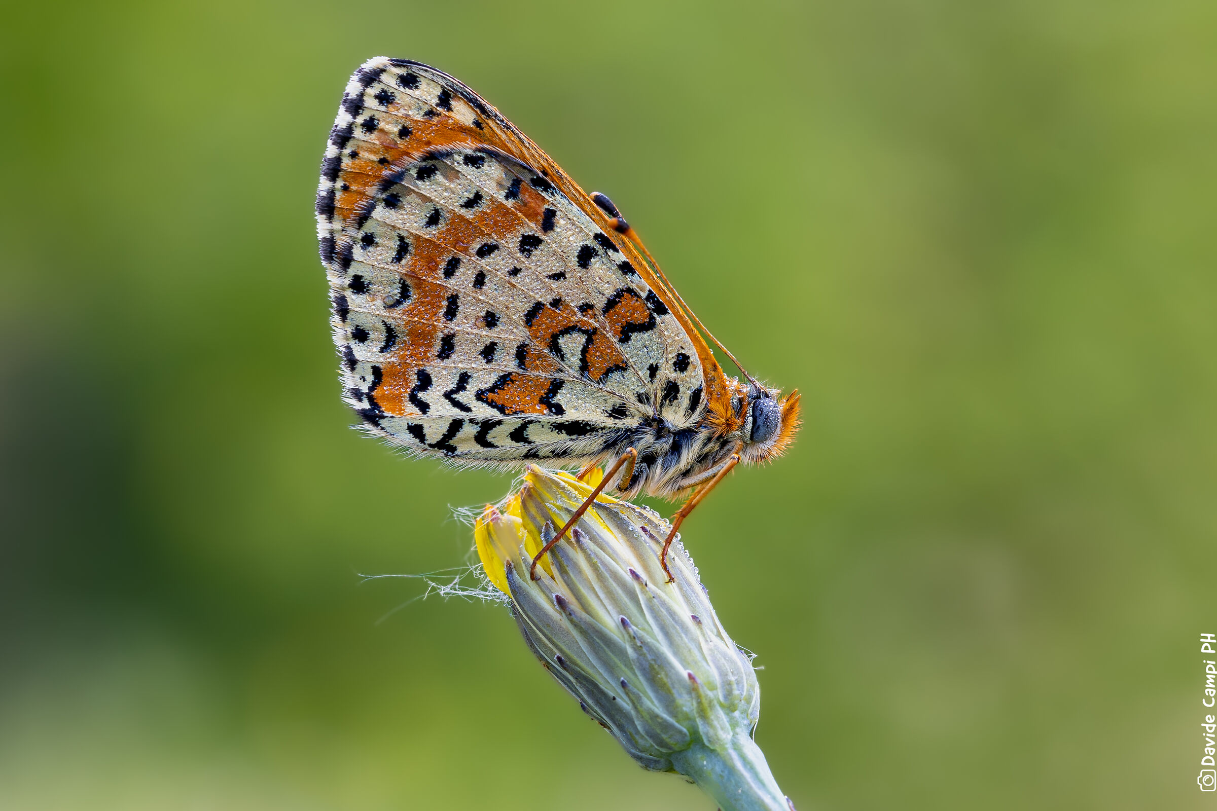 Melitaea su tarassaco chiuso