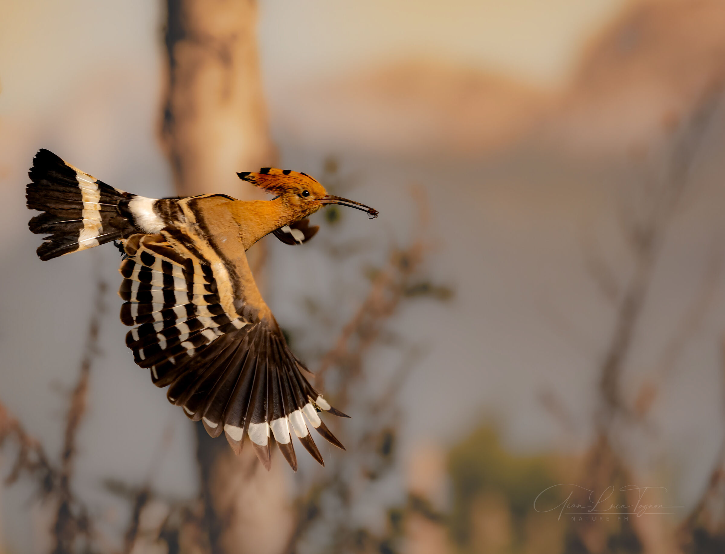 leggiadra presenza | graceful presence