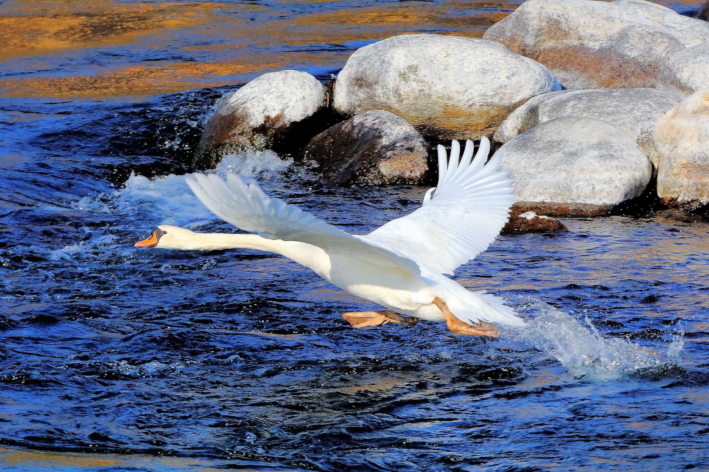 Cigno 13 febbraio 2023