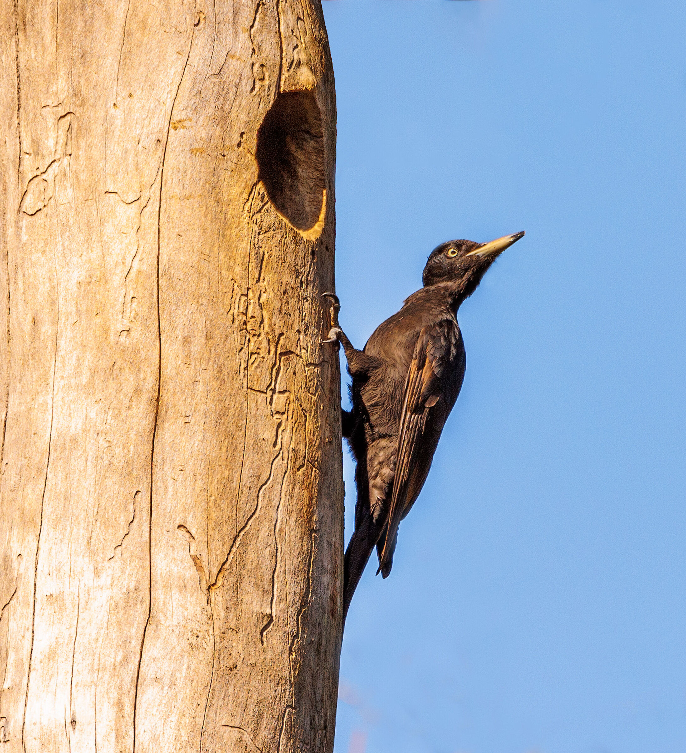 Aspettando il maschio