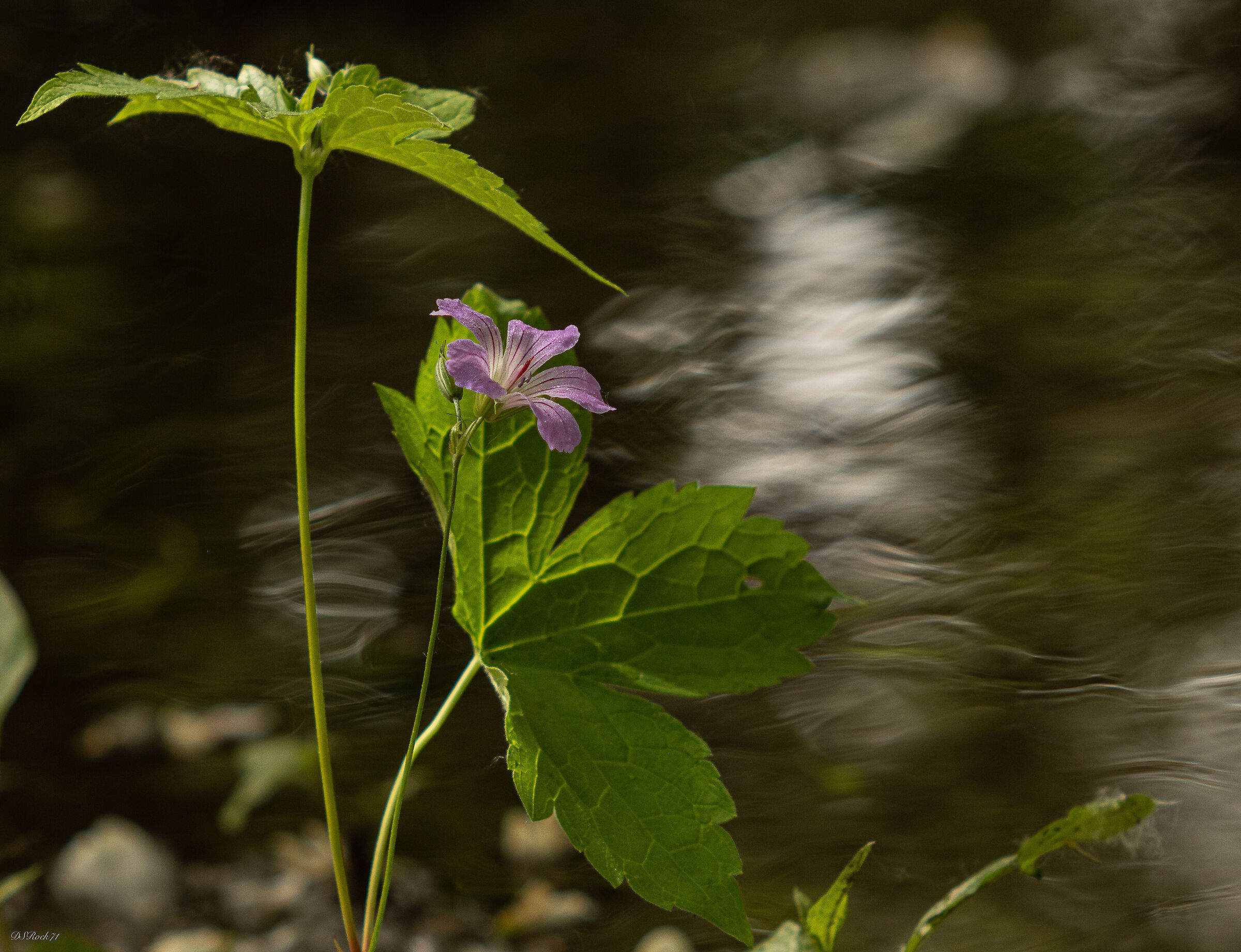 fiore sul fiume