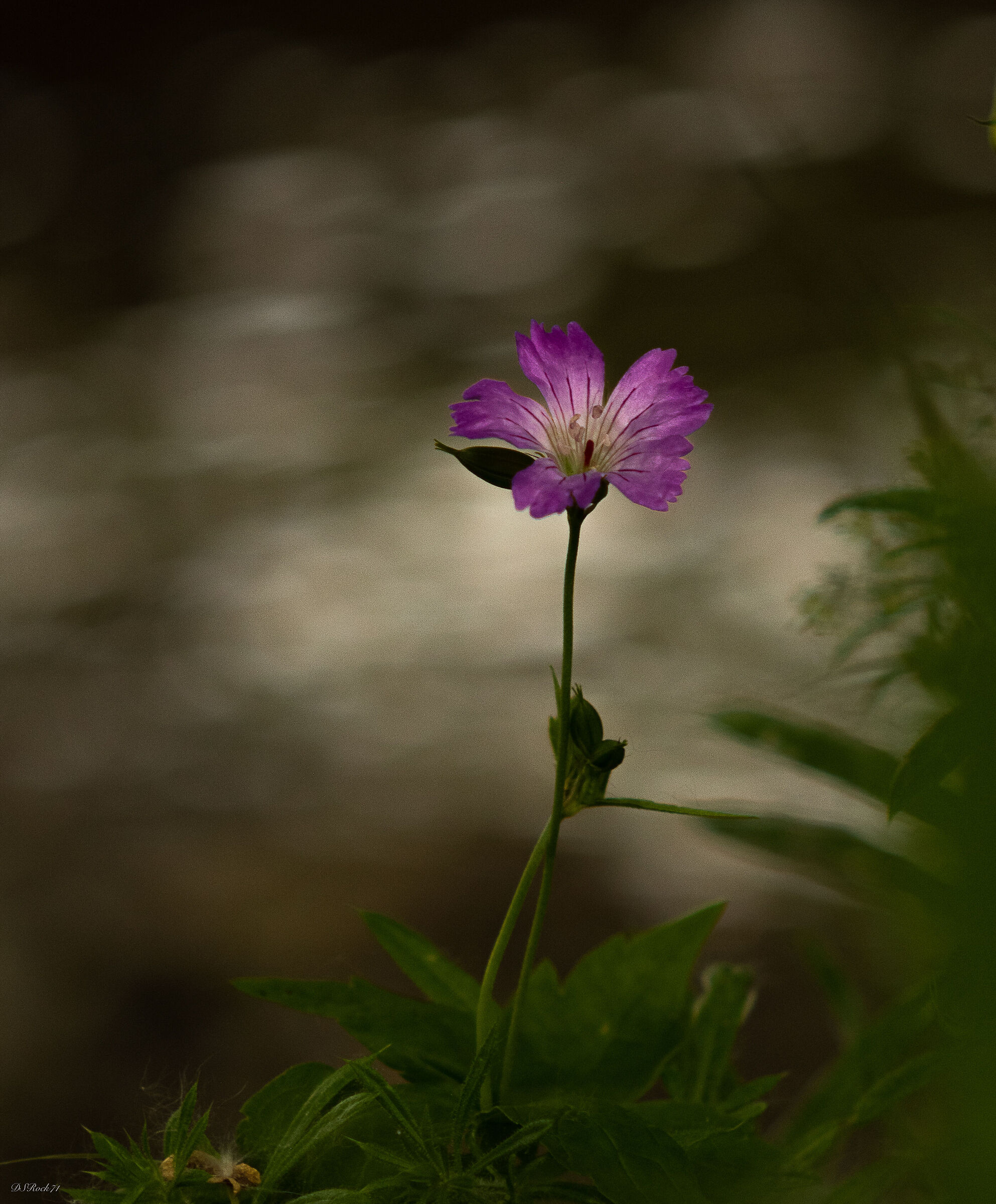 flower on the river
