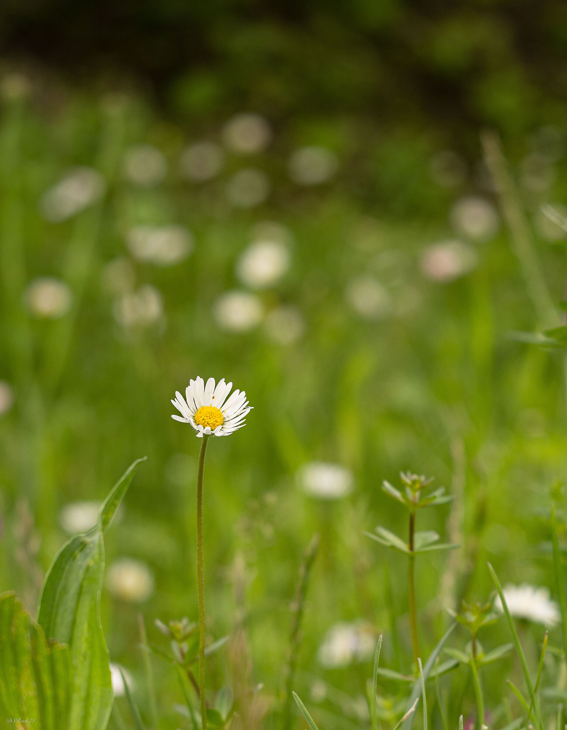 the only one in focus