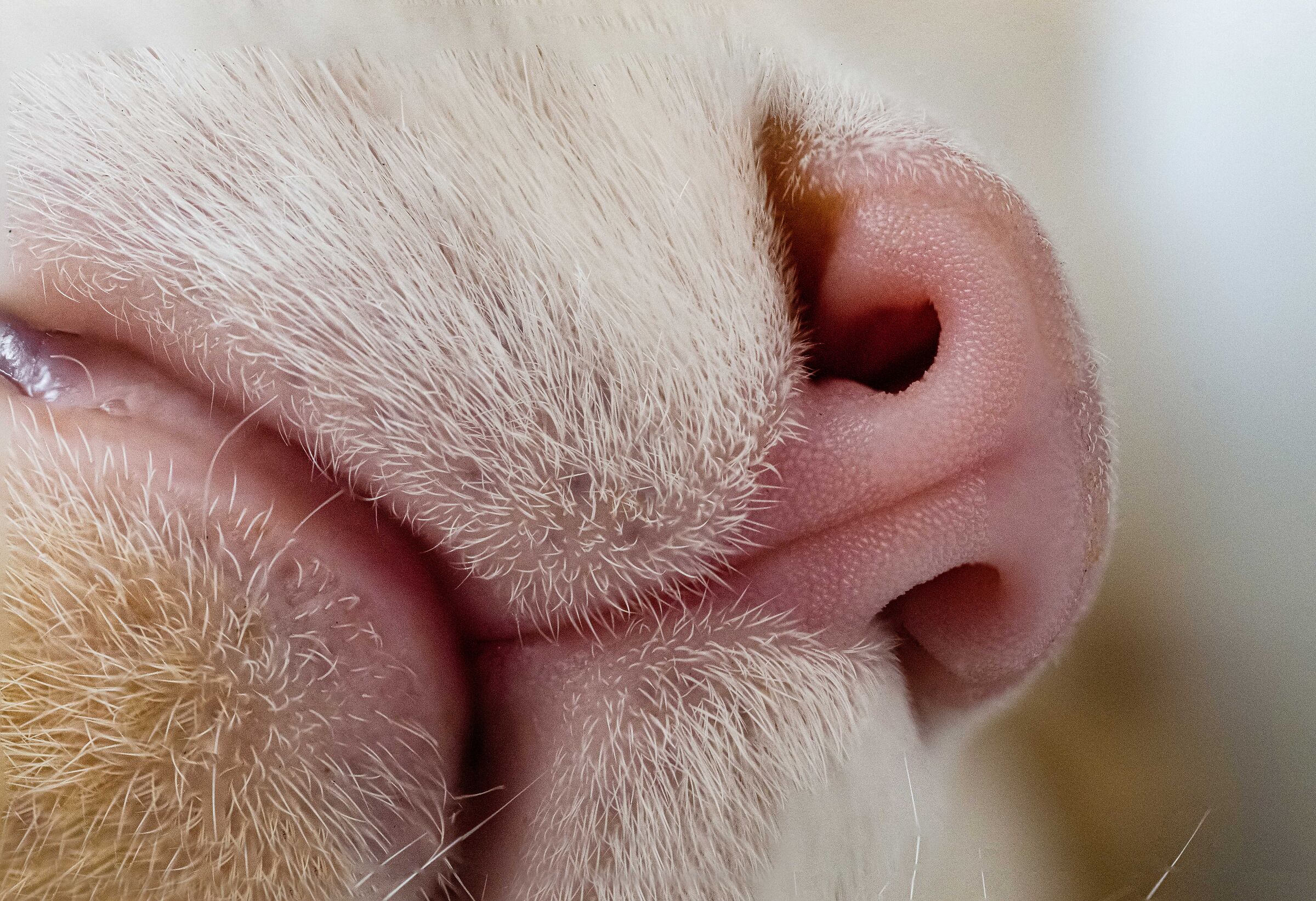 Nose