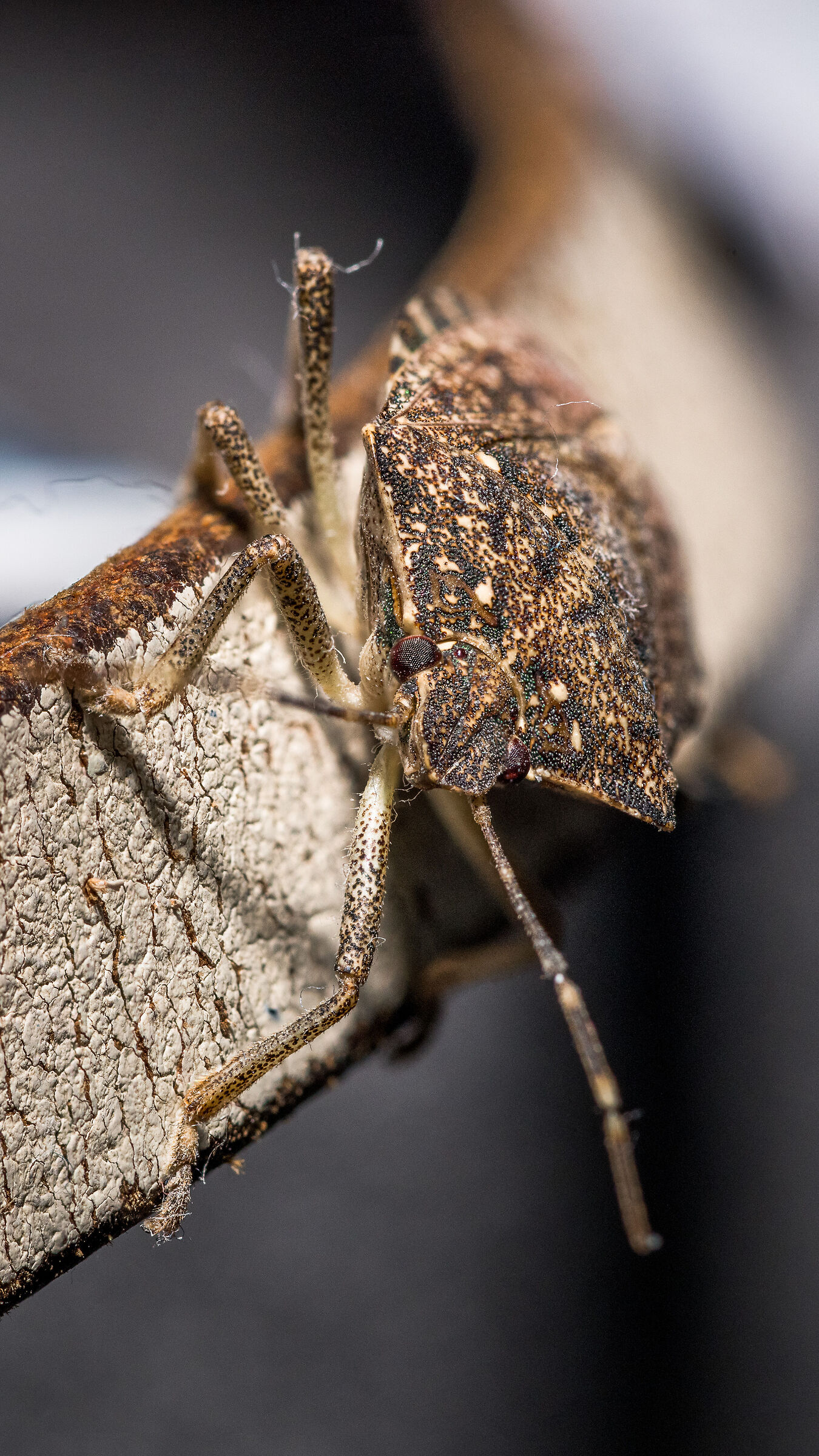 Bedbug stack