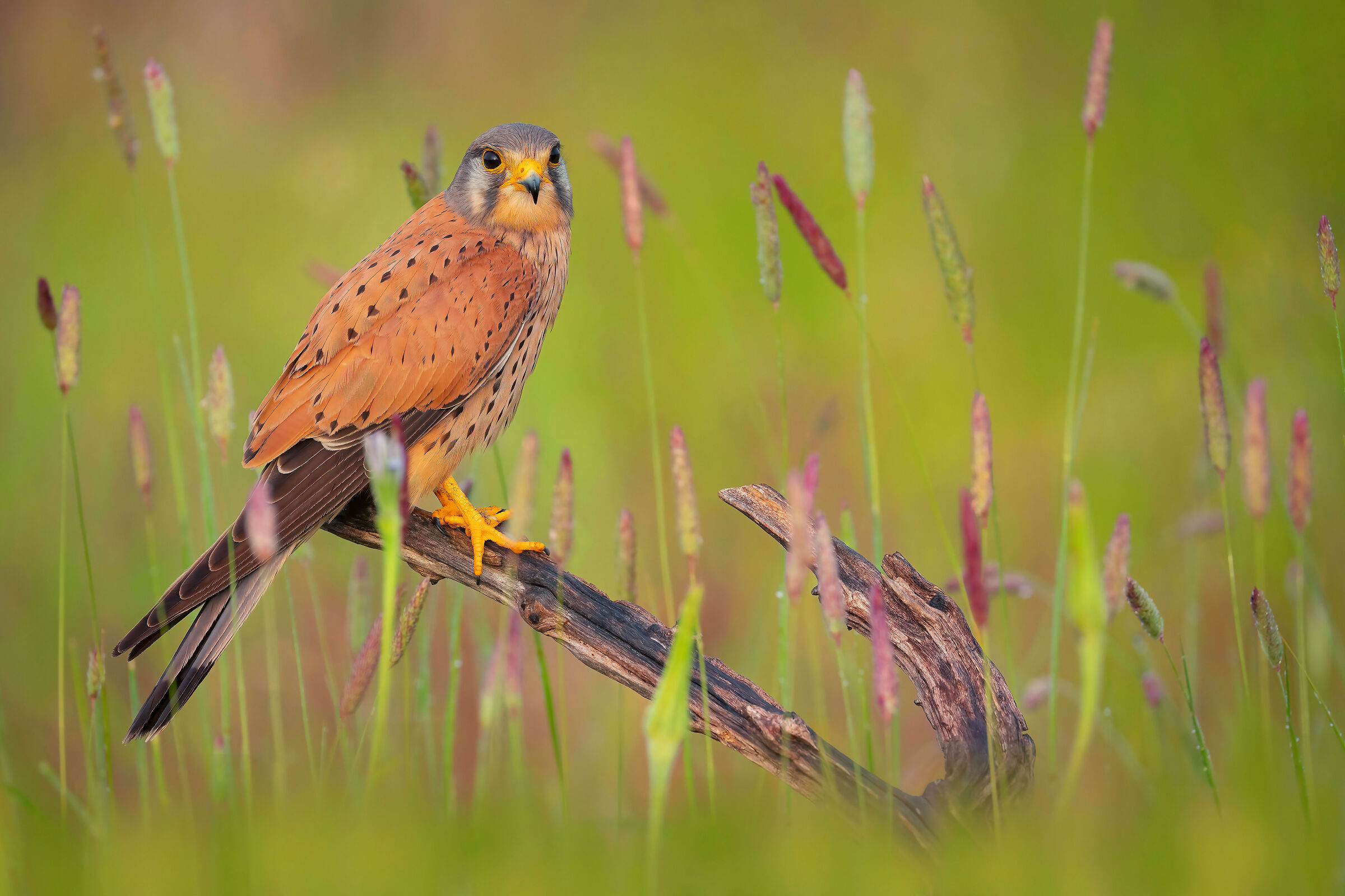 kestrel