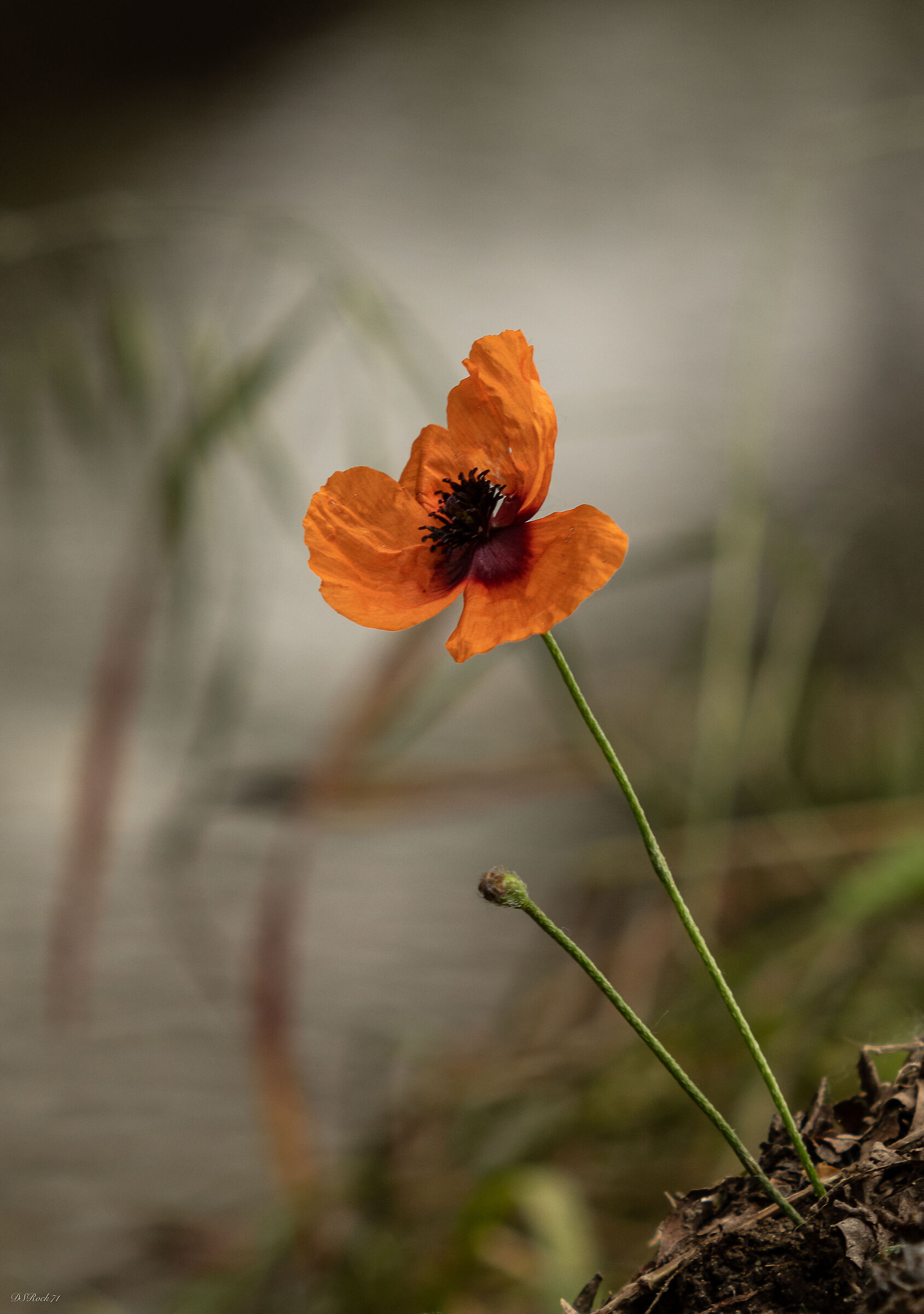 Small tulip on the river