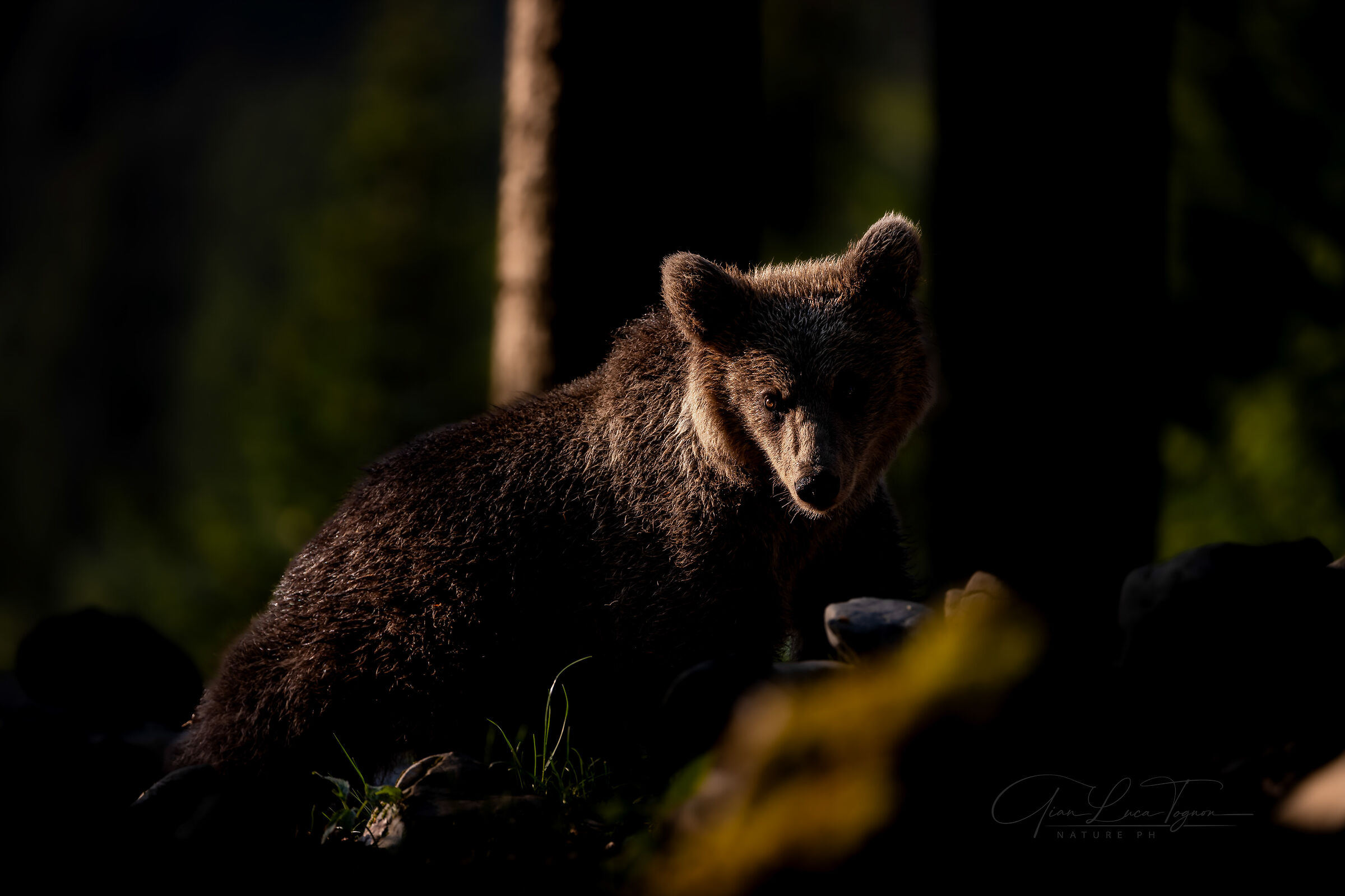 chiedo scusa, sono un orso | I'm sorry, I'm a bear