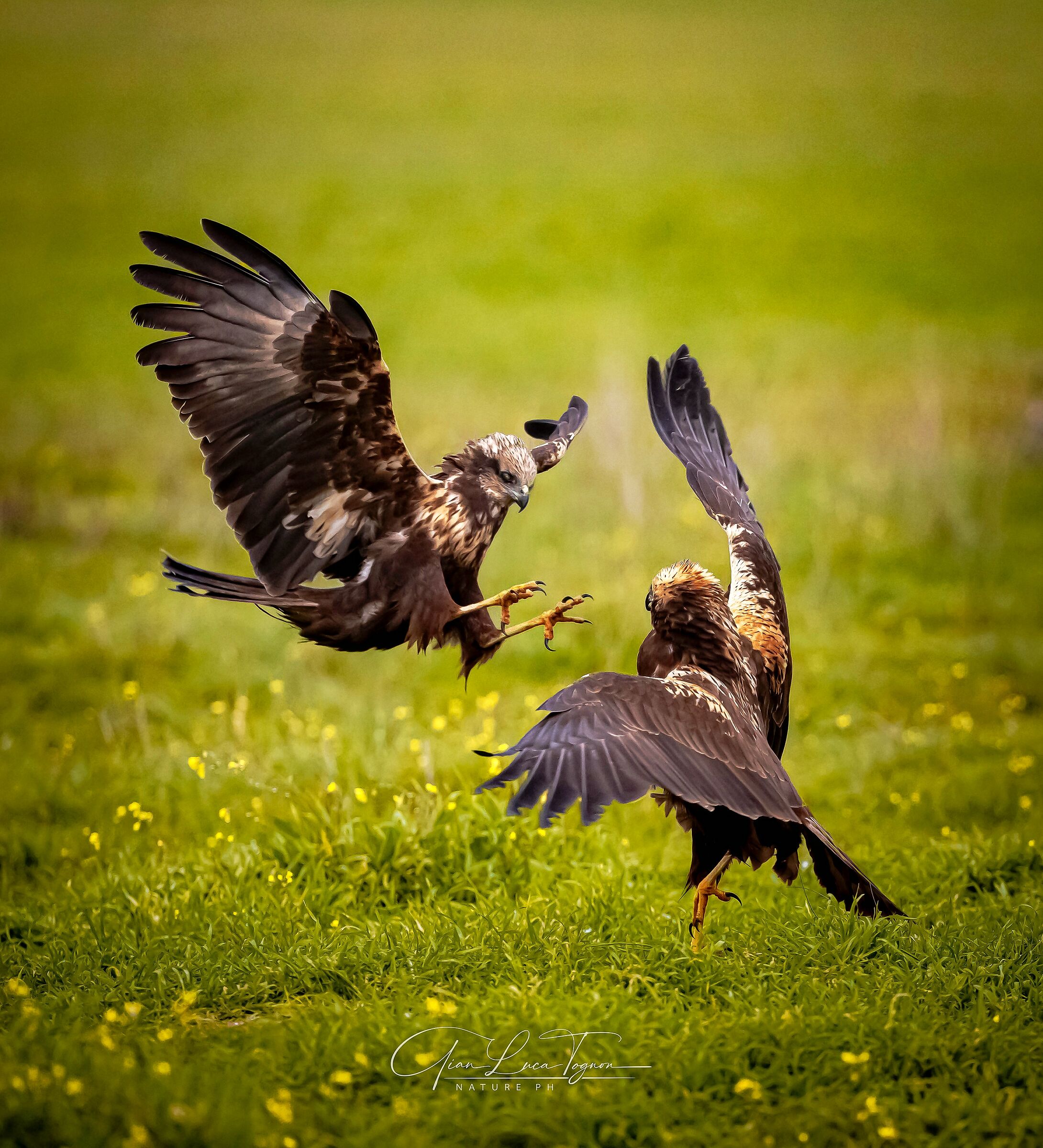 Fight on the lawn | fighting on the grass
