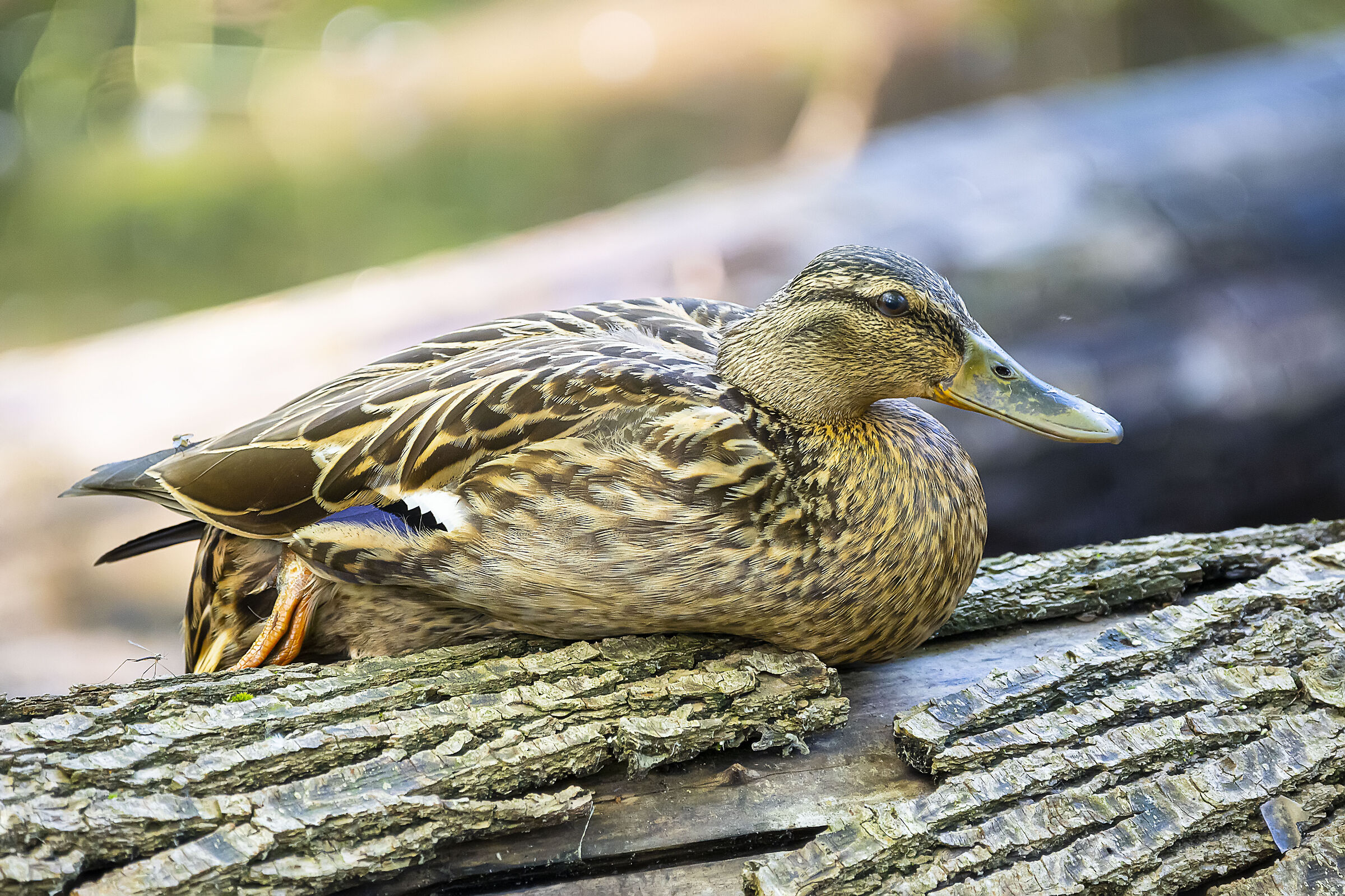 Femmina di germano reale