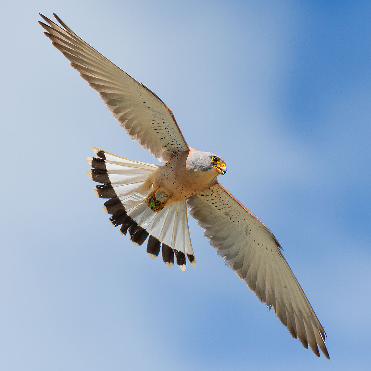 La virata del Grillaio