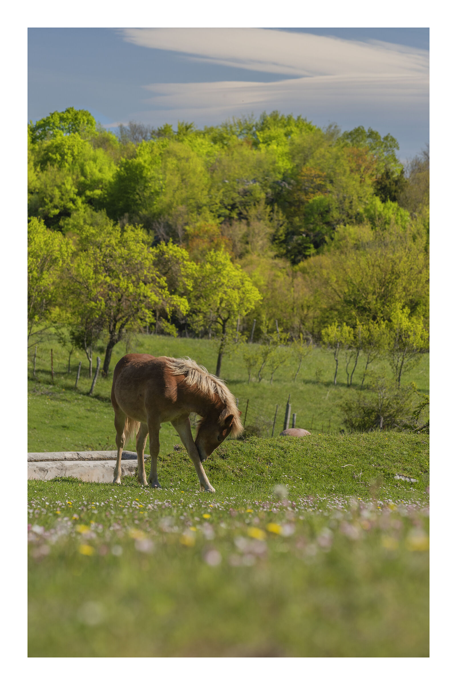 Mi prude il ginocchio