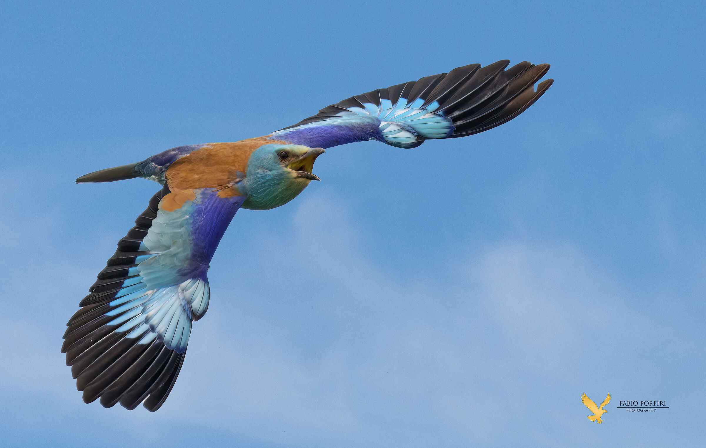 l'urlo della ghiandaia