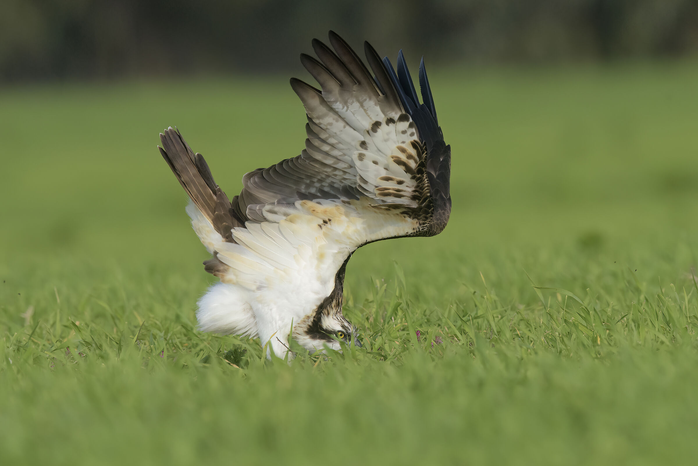 stretching nell'erba