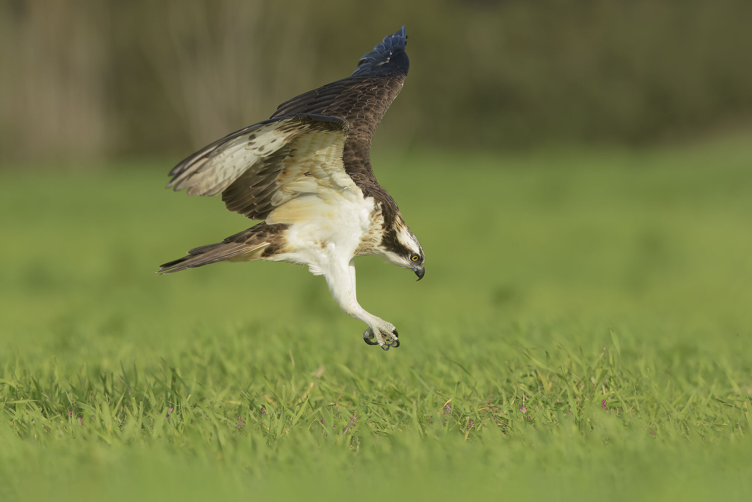 in un mare d'erba...