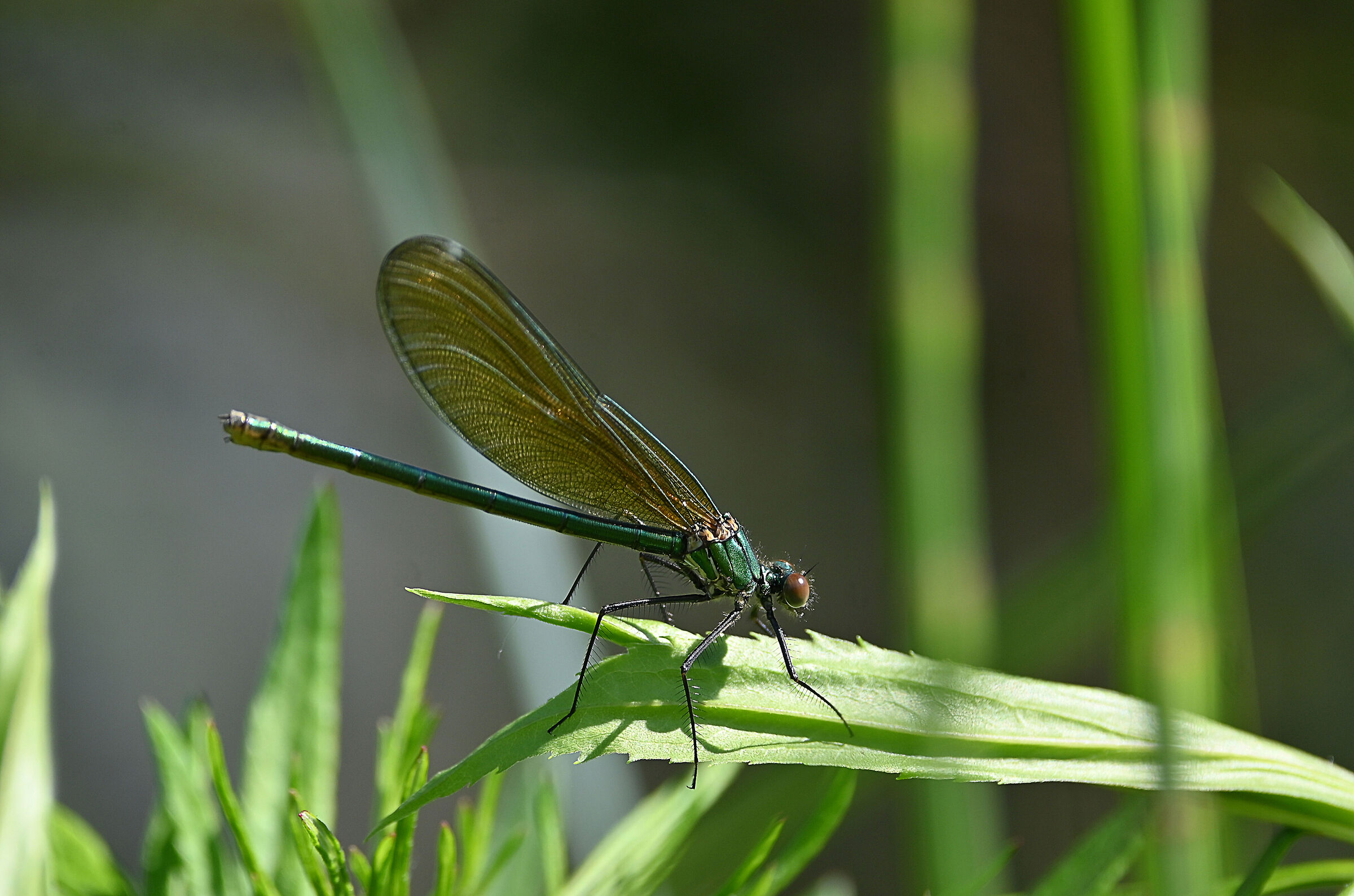 Damigella Splendente femmina