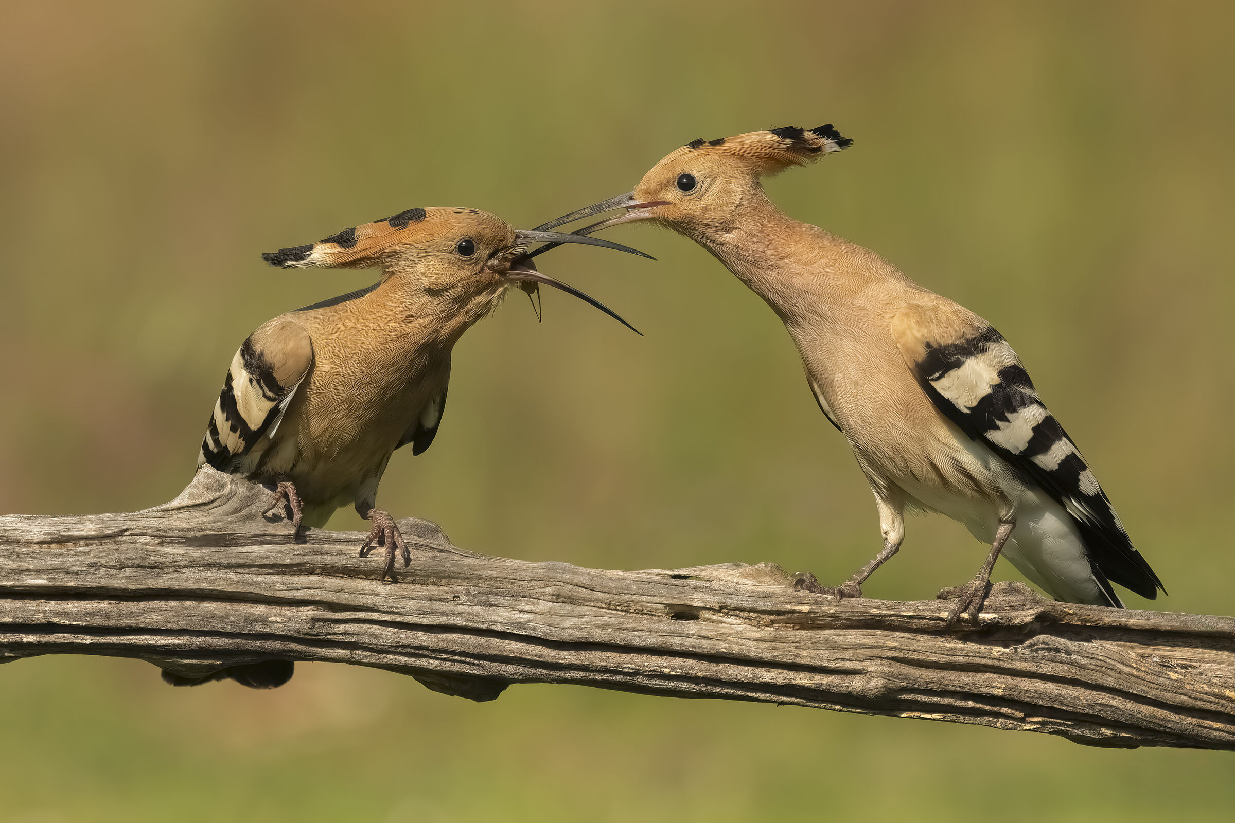 Hoopoe