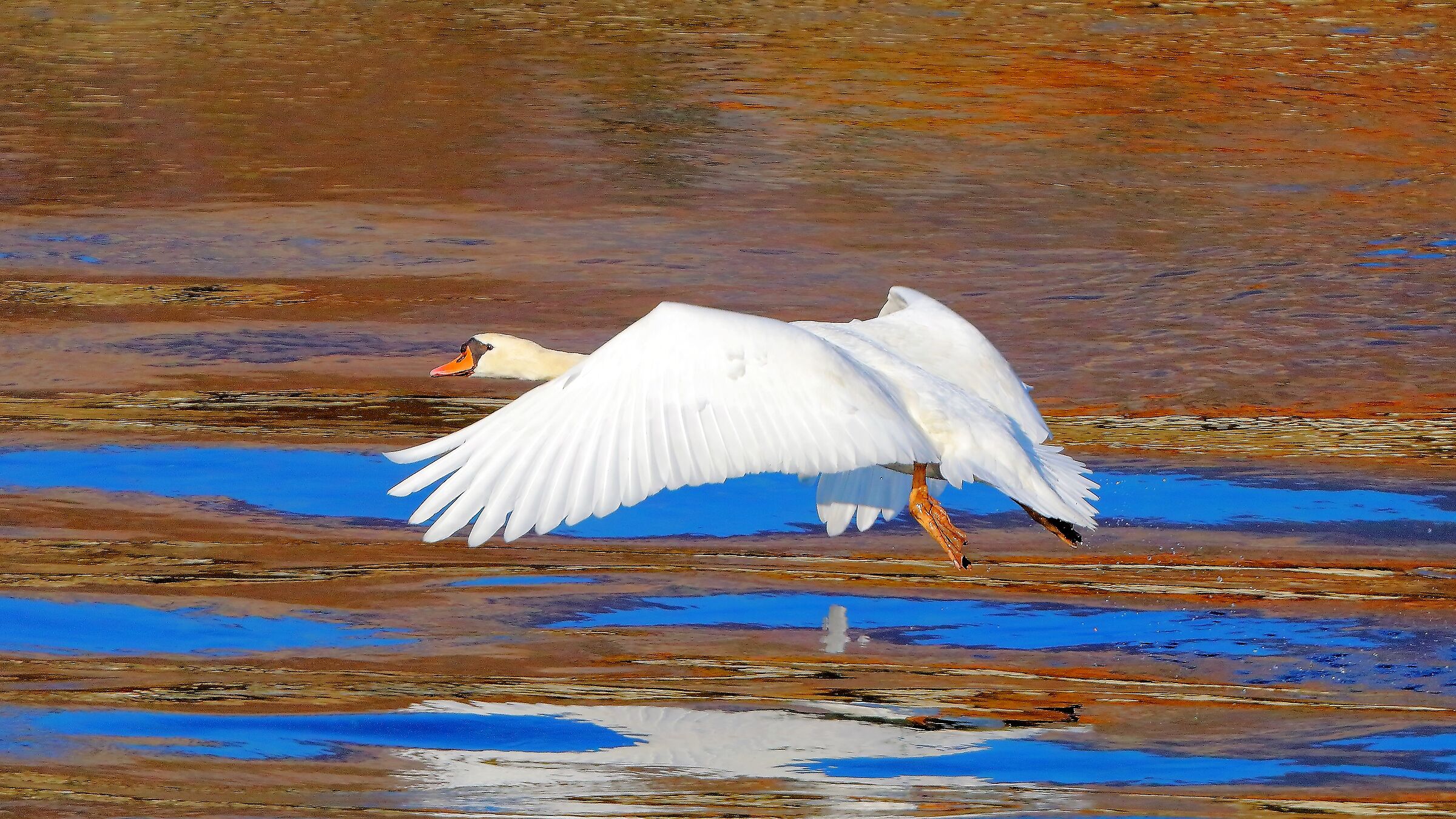 Cigno 13 febbraio 2023