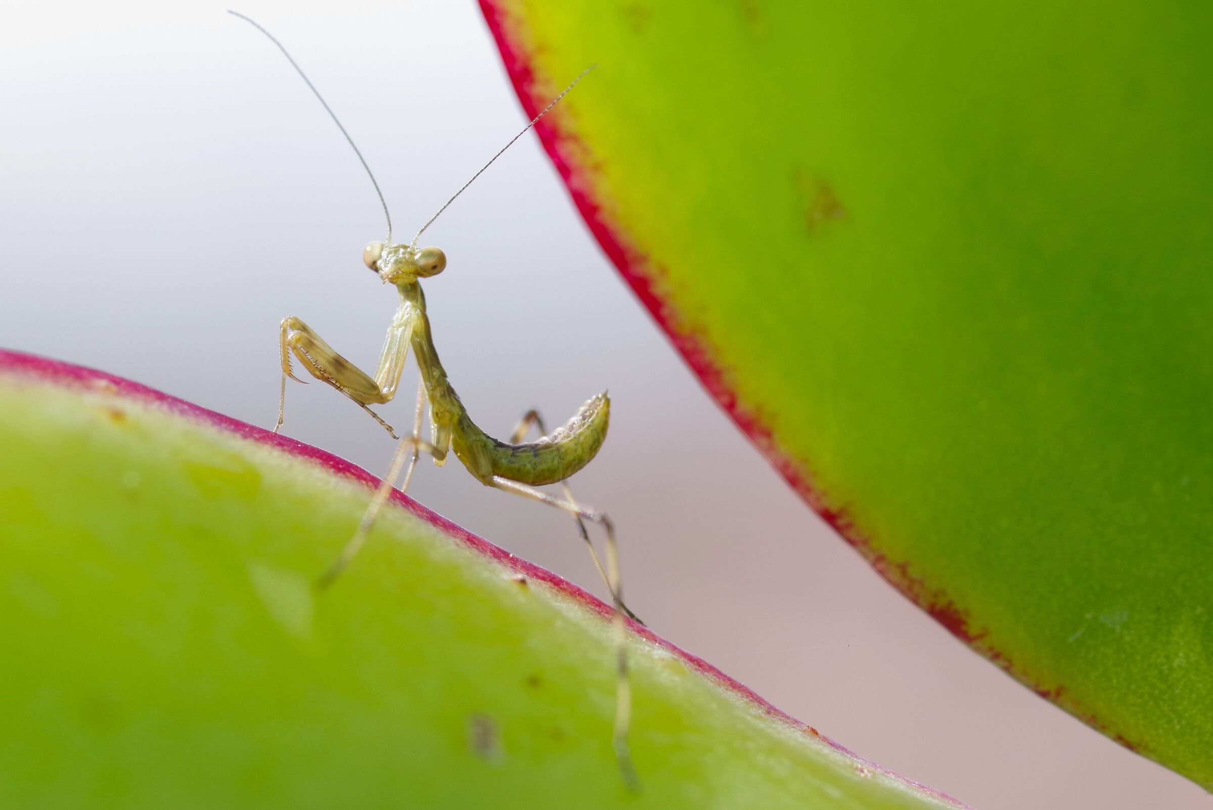 neanide di Mantide gigante asiatica