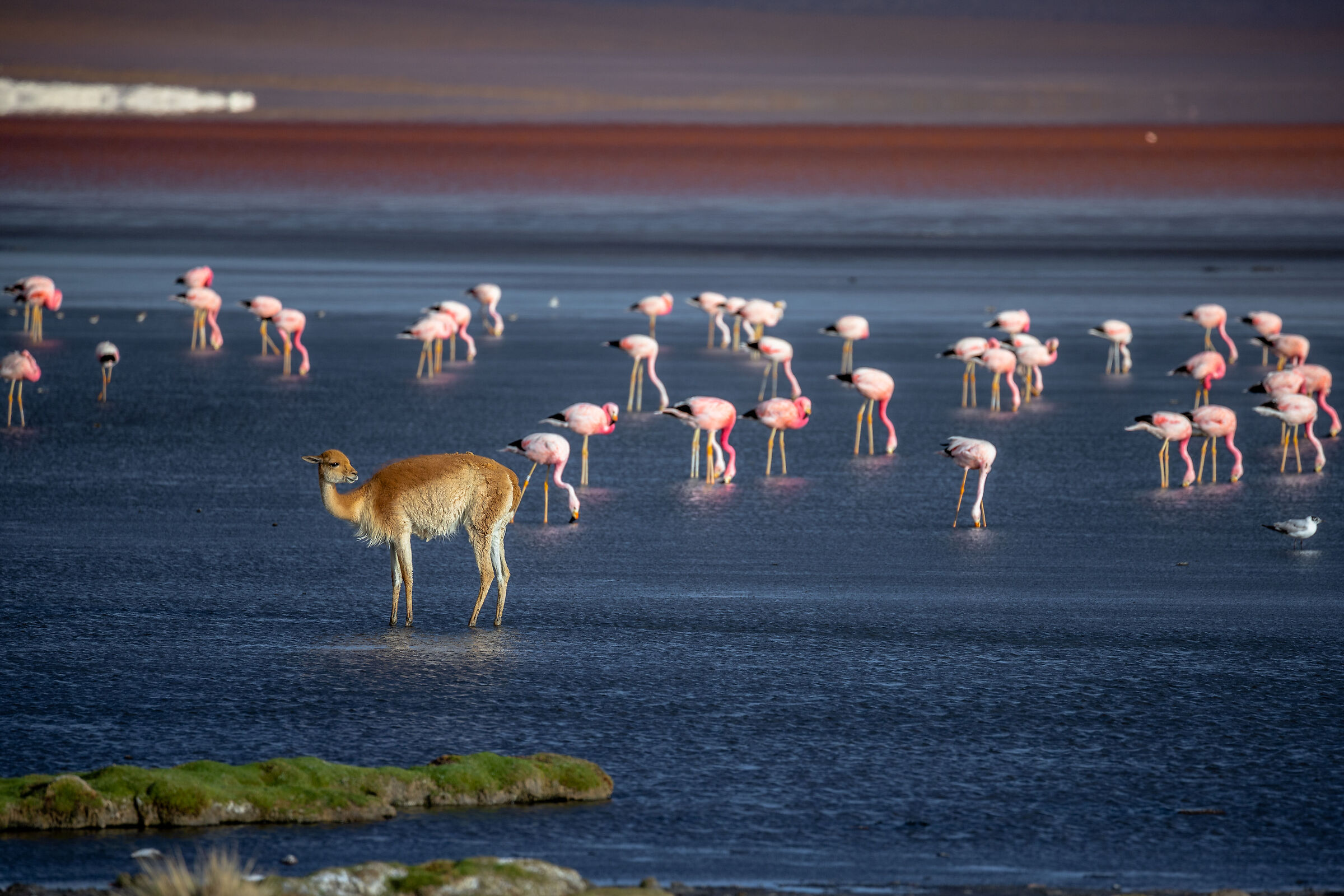 Vicuñas and flamingos